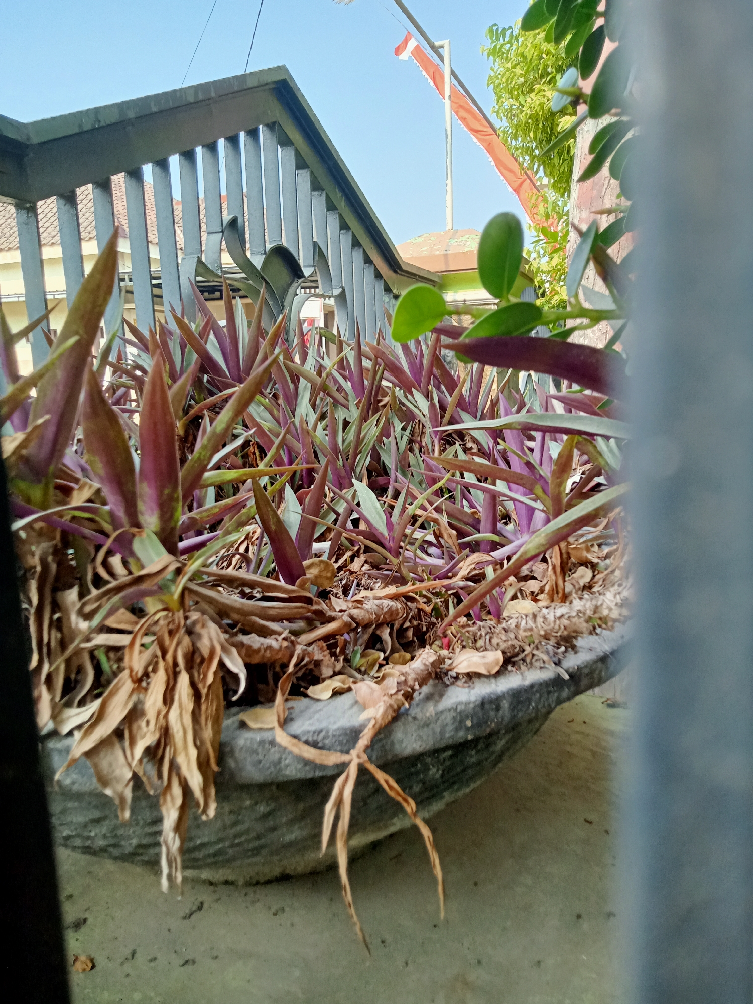 This image shows a planter pot with purple and green plants, some of which are dried and brown. The planter is made of gray concrete and has a textured surface. In the background, there is a metal fence, a building with a tiled roof, and a flagpole with a red and white Indonesian flag. Green leaves from another plant are visible in the foreground, partially obscuring the scene. The sky is clear and blue. The scene appears to be in a residential area in Simo, Indonesia, possibly a front yard or garden, given the presence of the flag and the building's architecture. There are no people visible in the image.