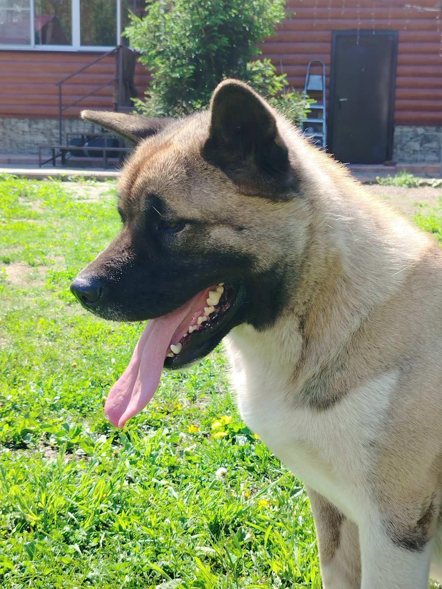 An American Akita-type dog, fawn and white with a dark muzzle and ears, stands outdoors in bright daylight, panting with its tongue extended. The dog is positioned in the foreground, facing left, with its head and upper body visible. Its mouth is open, revealing white teeth. The background features a residential building with reddish-brown horizontal siding and a stone foundation, indicative of a private property in Рассвет, Russia. On the left, a white-framed window reflects sunlight, and a metal railing leads to an unseen entrance. On the right, a dark brown door is visible, with a silver A-frame ladder leaning against the wall nearby. Green grass with scattered yellow dandelions covers the ground in the foreground and midground, and a green leafy tree or shrub is situated behind the dog, obscuring part of the building.