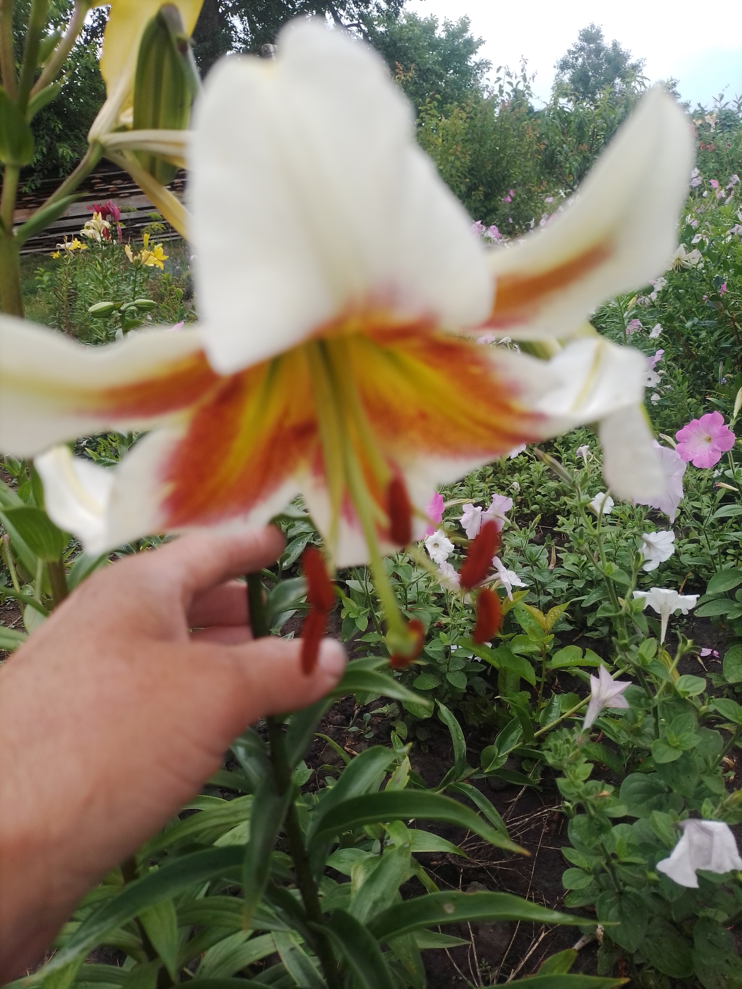 In the foreground of the image, a person's hand is gently touching the stem of a large, white lily with orange and yellow accents. The lily is in bloom, with its petals unfurling and its stamens prominently visible. Behind the lily, a garden is depicted, filled with various flowers and greenery. Small pink and white petunias are scattered throughout the garden, adding pops of color to the scene. In the background, trees and bushes create a lush, natural backdrop. The overall impression is one of a peaceful and vibrant garden in Ustyvytsia, Ukraine, where nature's beauty is on full display.