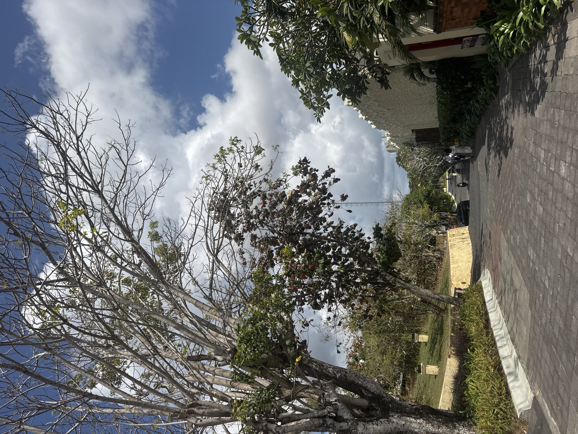 In Kuta Selatan, Indonesia, a paved pathway curves through a lush environment under a bright, cloudy sky. The path, made of interlocking grey bricks, is bordered by manicured green bushes and a concrete curb. To the left, a large tree with sparse foliage and prominent branches dominates the foreground, its trunk textured and grey. Behind it, a sloped grassy area is adorned with two stone pillars. Further down the path, two people are walking away from the camera, one wearing white and the other in dark clothing. A motorcycle is also visible further ahead on the path. To the right, a textured white wall stretches along the side of the path, with sections of brick and lush green foliage visible. A dark car is parked on the right side of the pathway in the distance. The overall scene depicts a well-maintained outdoor area, possibly a resort or a park, with a mix of natural and man-made elements.