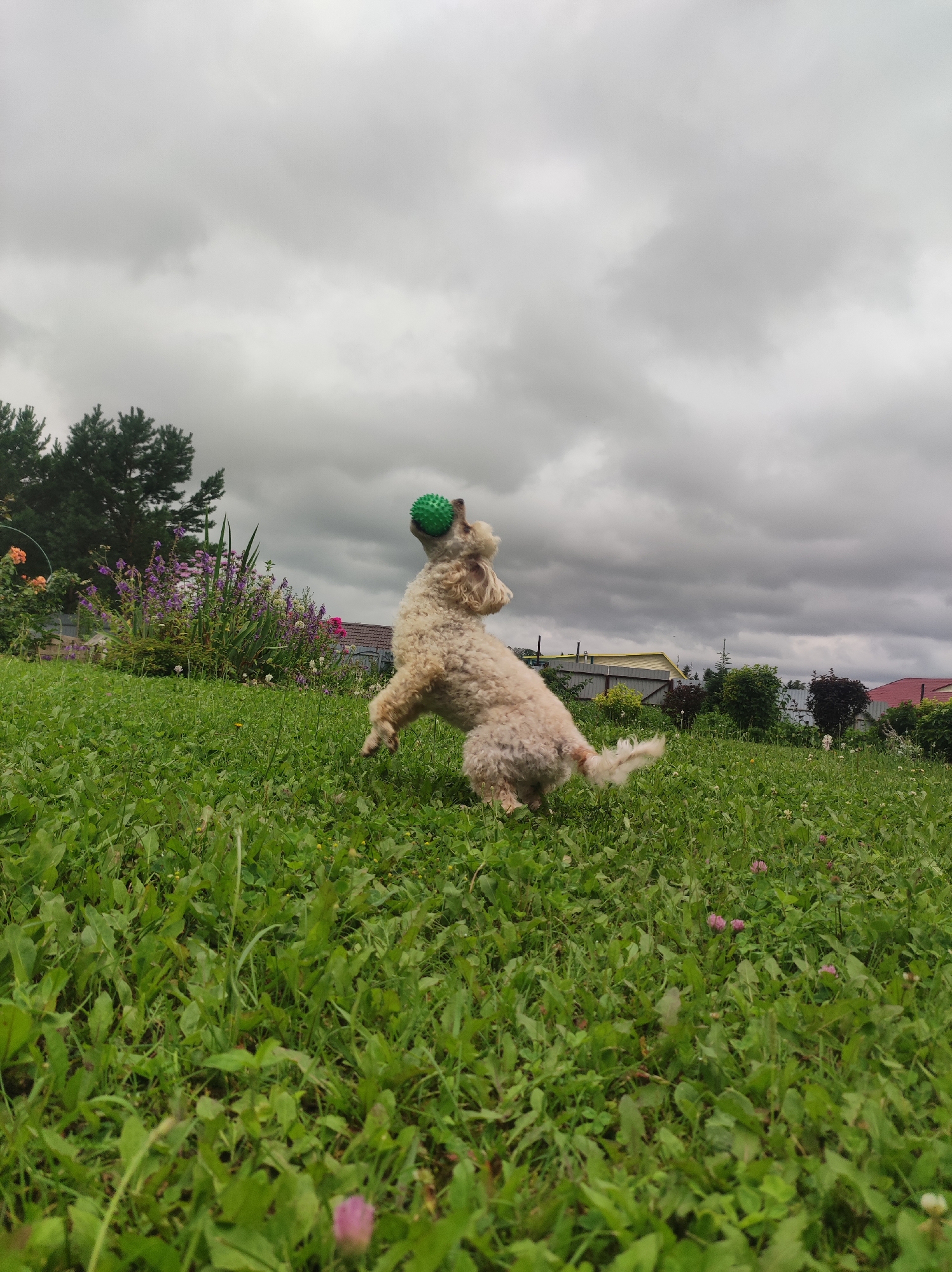A light-colored, curly-haired dog is in mid-air, with its hind legs on the ground, in a grassy yard. The dog is looking up and has a green ball in its mouth. The yard is covered in green grass and some small pink flowers. In the background, there are trees, a fence, and houses. The sky is overcast and cloudy. The location is the city of Fokino, Russia.