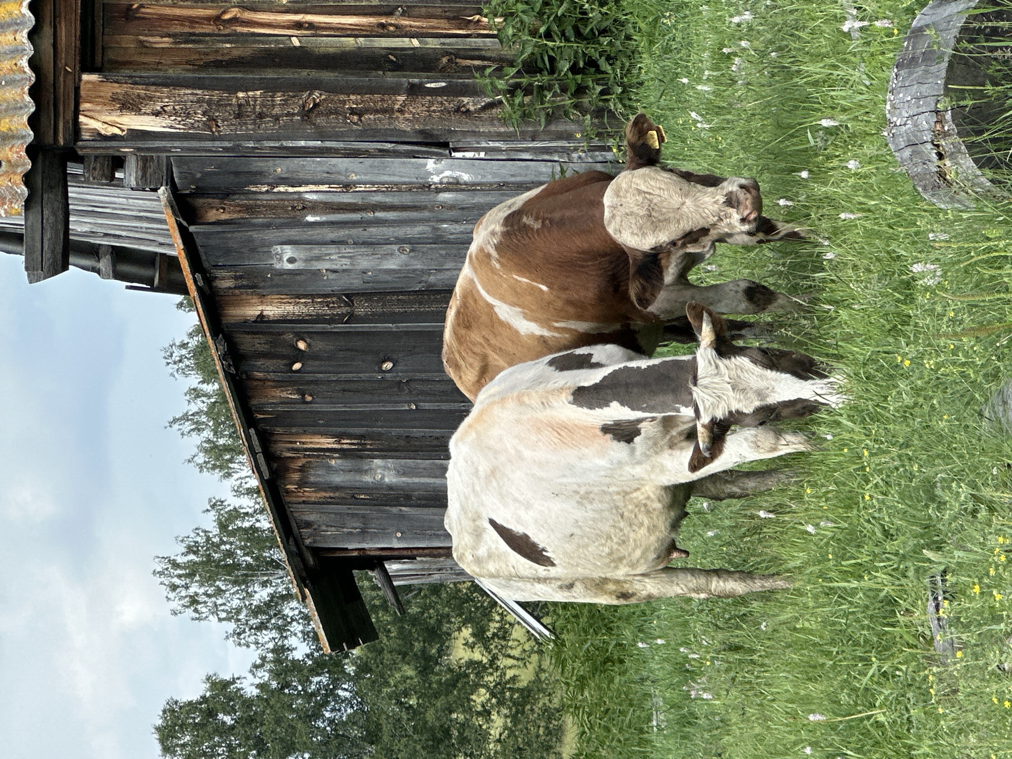 Two cows graze in a grassy field next to a weathered wooden barn. The cow in the foreground on the left is mostly white with brown patches. The cow on the right is brown and white. The barn is made of dark, aged wood and has a corrugated metal roof. Trees are visible in the background. The sky is overcast. The scene is outdoors in a rural setting.