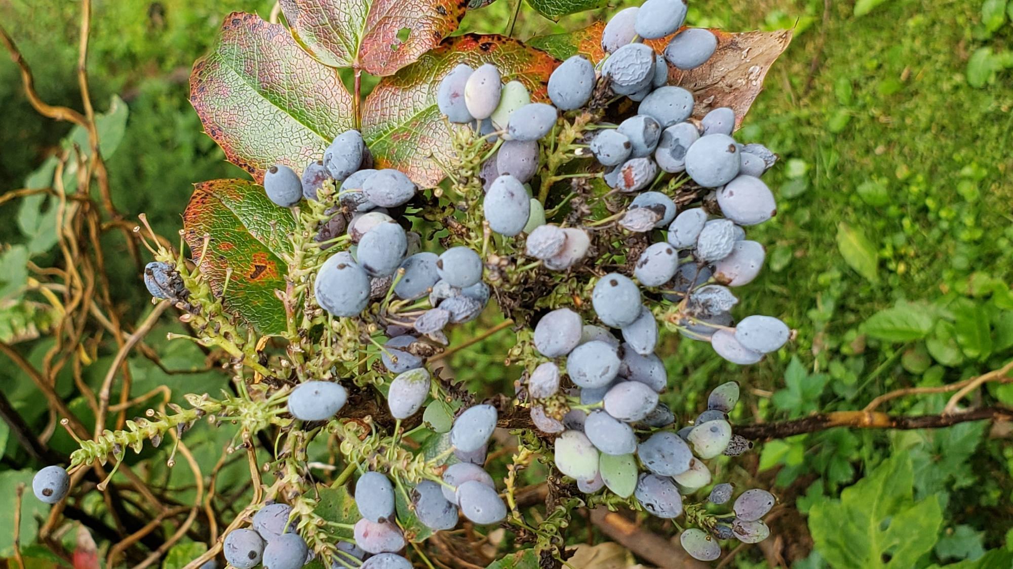 The image depicts a close-up view of a cluster of blue-gray berries hanging from a plant's branches. The berries are round to oval in shape and vary in size, with some appearing plump and others shriveled. They are attached to thin stems that form a raceme-like structure. Several dried and withered berries are interspersed with the fresh ones. The leaves of the plant are visible, some appearing healthy and green with prominent veins, while others are tinged with red and brown, suggesting the onset of autumn. The background is softly blurred, showing green foliage and tangled brown branches, indicating an outdoor environment. The image was captured in Prešov, Slovakia, specifically in the botanical garden of the Faculty of Humanities at Prešov University.