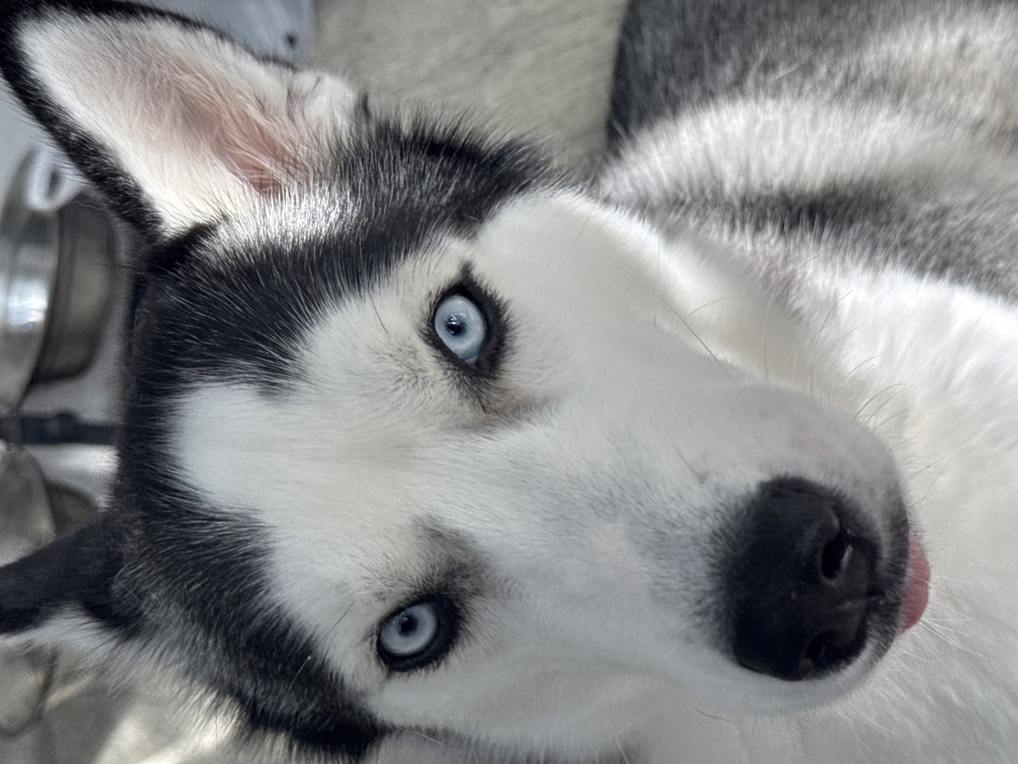 The image presents a close-up, high-angle shot of a husky-type dog, likely a Siberian Husky, lying down and gazing directly upwards at the viewer. The dog's striking features dominate the frame.
The most prominent details are its two vivid, bright blue eyes, which are wide open and sharply focused, conveying a sense of curiosity and calm. The dog's fur is a characteristic black and white, thick and dense, with black markings framing its face and ears, contrasting with the white fur on its muzzle and around its eyes. The inner part of its left ear, visible towards the top left of the frame, is a delicate pink.
A small portion of the dog's pink tongue is visible, gently peeking out from the right side of its black nose, suggesting a relaxed and perhaps contented demeanor. The background is softly blurred into muted tones of grey and white, indicative of an indoor setting or a soft surface like a blanket or carpet. A faint metallic object is partially visible in the blurry background on the far left.
The lighting is soft and even, accentuating the texture of the fur and the piercing color of the eyes. No activity other than resting and observing is taking place. There is no visible text in the image. The overall impression is one of a calm, beautiful, and engaging animal.
