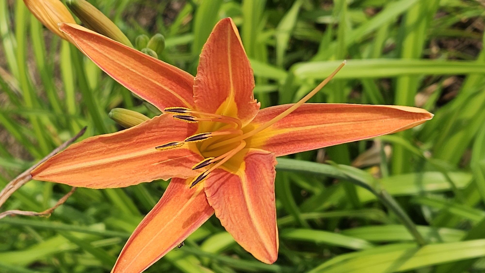 The image is a close-up, top-down shot of a vibrant orange daylily in bloom, set against a softly blurred background of lush green foliage. The flower's six petals, with their distinct orange hue and subtle yellow streaks, are clearly visible, fanning outwards from the center. The stamen, tipped with dark pollen, are prominent in the flower's core. A thin, dried stem from a previous bloom or bud arcs over the top left of the flower. In the background, elongated green leaves of various plants create a natural, garden-like setting. The lighting suggests it is daytime, possibly late morning or early afternoon, with bright illumination highlighting the flower's textures and colors. There are no discernible people or man-made structures visible, suggesting this image was captured in a natural outdoor environment, possibly a park, botanical garden, or private garden within the city of Prešov, Slovakia.