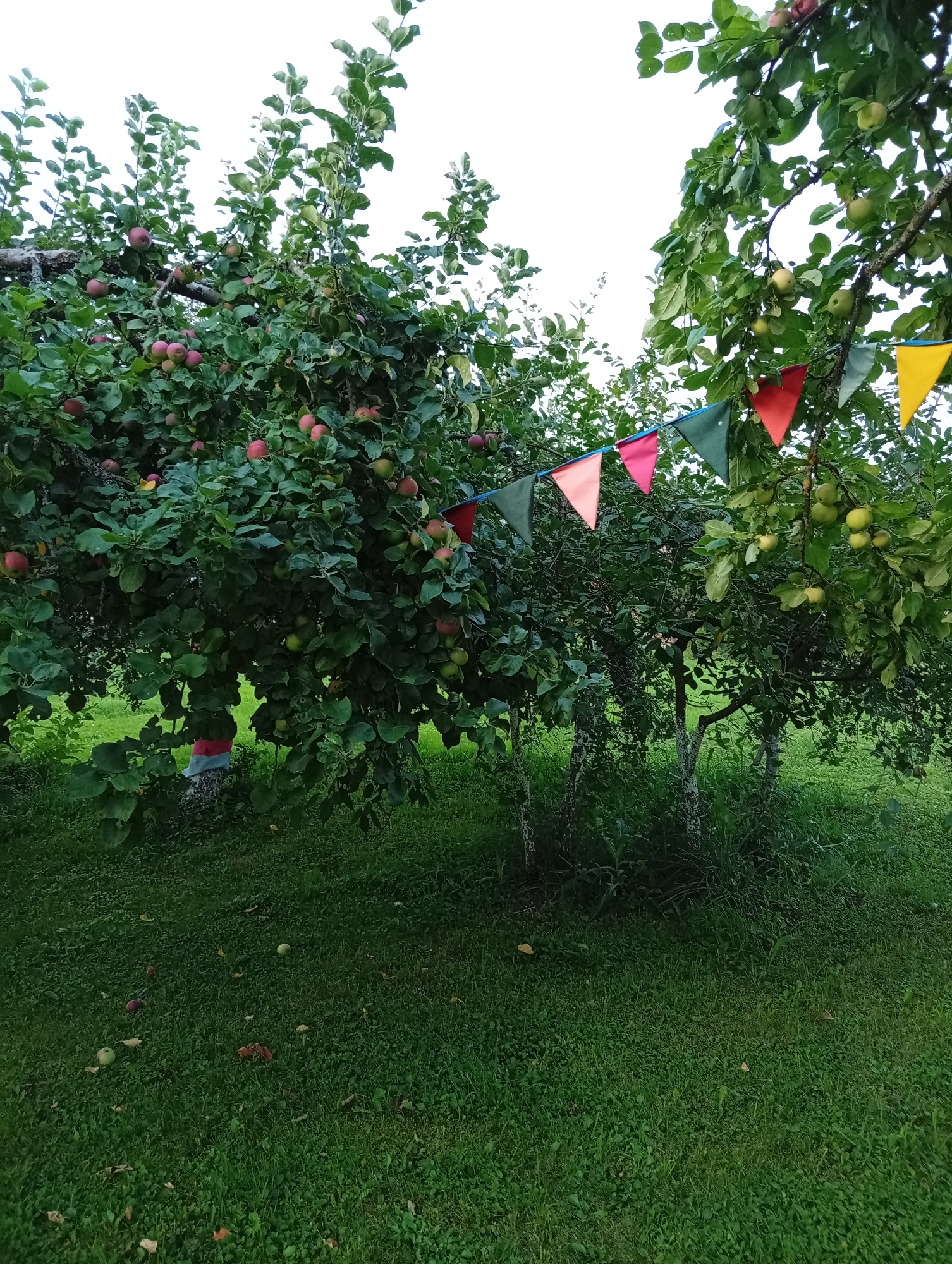 The image depicts an apple tree laden with green and red apples, with a string of colorful triangular flags draped between branches. The tree stands in a grassy area, possibly a garden or orchard, with more trees and foliage visible in the background. The sky above is overcast and light. A few fallen apples are scattered on the ground. The scene appears to be set in a rural outdoor environment, suggesting a festive or decorative element has been added to the natural setting. The specific location in Blonti, Latvia, is not evident from visual cues in the image itself.