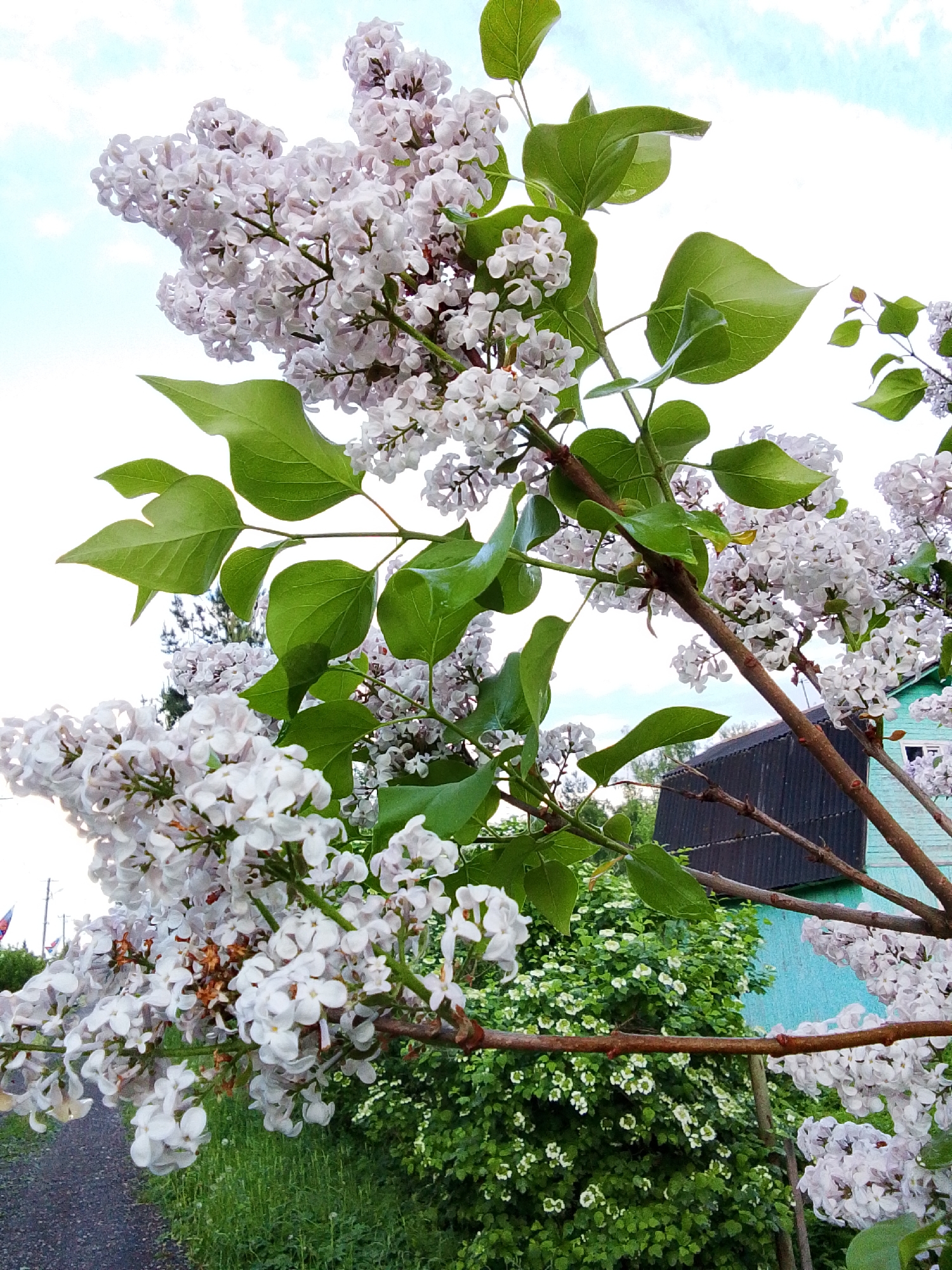 A low-angle shot features a cluster of white lilac blooms and bright green leaves on brown branches, prominently in the foreground. In the background, a turquoise building with a dark, slanted roof is visible through the branches. The branches extend from the lower right to the upper left of the frame, with the blooms appearing dense and fresh. Additional greenery is situated in the background beneath the building. A pathway is located on the left side of the image, framed by greenery. The sky is light blue with hints of white clouds. This image was captured in Snopok Novyi, Russia.