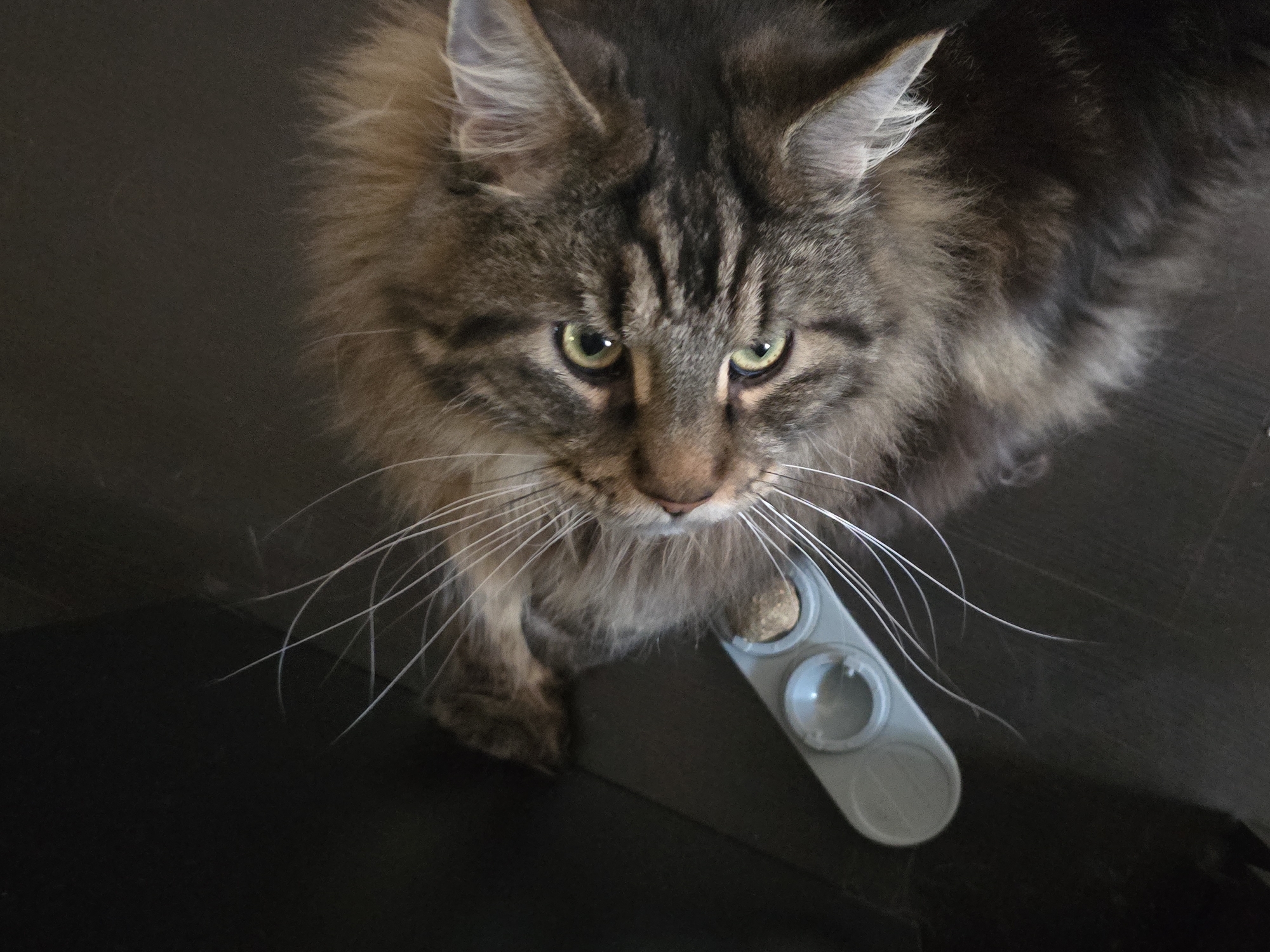 A fluffy, brown tabby cat with green eyes is lying on a dark surface, looking upwards at the camera. Beside the cat is a gray, plastic toy with three circular compartments, one of which contains cat treats. The background is dark and out of focus. There is no information available about the location in Krasnoyarsk, Russia.