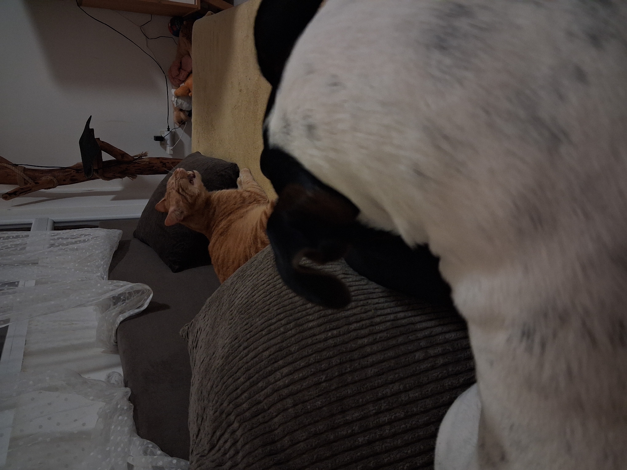 An orange cat lays on a brown sofa with a dark brown pillow, near a white sheer curtain. A black and white dog is partially in the frame, closest to the camera. The scene is indoors, with a piece of driftwood and a decorative black bird on a stand in the background. A shelf with stuffed animals and a power outlet are visible on the wall. The specific location in Varna, Bulgaria, is not determinable from the image.