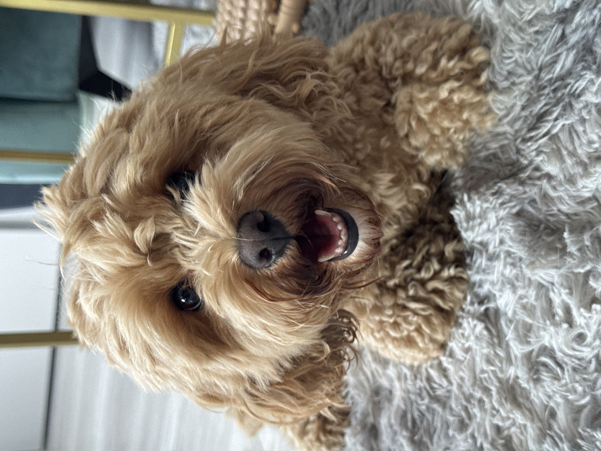 This is a close-up, eye-level, portrait shot of a light brown, fluffy dog, likely a poodle mix, lying on a grey shag rug. The dog's head is tilted and facing the camera, with its mouth slightly open and tongue visible, revealing its teeth. Its eyes are dark and appear to be looking directly at the viewer. The dog's fur is wavy and textured, characteristic of breeds like a Goldendoodle or Cockapoo. The background is blurred, but hints of a golden-colored metal object, possibly part of a piece of furniture like a chair or table, are visible to the left, along with a suggestion of a teal-colored upholstered item. The lighting appears to be natural, coming from an unseen source, creating soft shadows. The overall impression is one of a relaxed and possibly playful canine subject. No text is visible in the image. The location is provided as Saratov, Russia, but no specific visual cues within the image definitively confirm this. The time of day and weather are not discernible from the image.