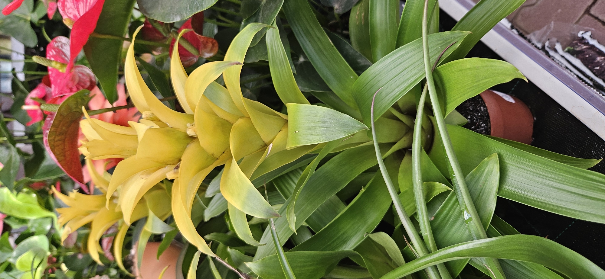 A close-up, vertical shot shows a vibrant bromeliad plant with a bright yellow inflorescence at its center, surrounded by lush green leaves. The bromeliad is potted in a small, brown pot filled with dark soil, which is placed on a black, grid-patterned surface. In the background, out of focus, are other plants, including red anthurium flowers and some greenery. The scene appears to be indoors, possibly in a nursery or garden center, with artificial lighting. There is no indication of the location being Keszthely, Hungary.