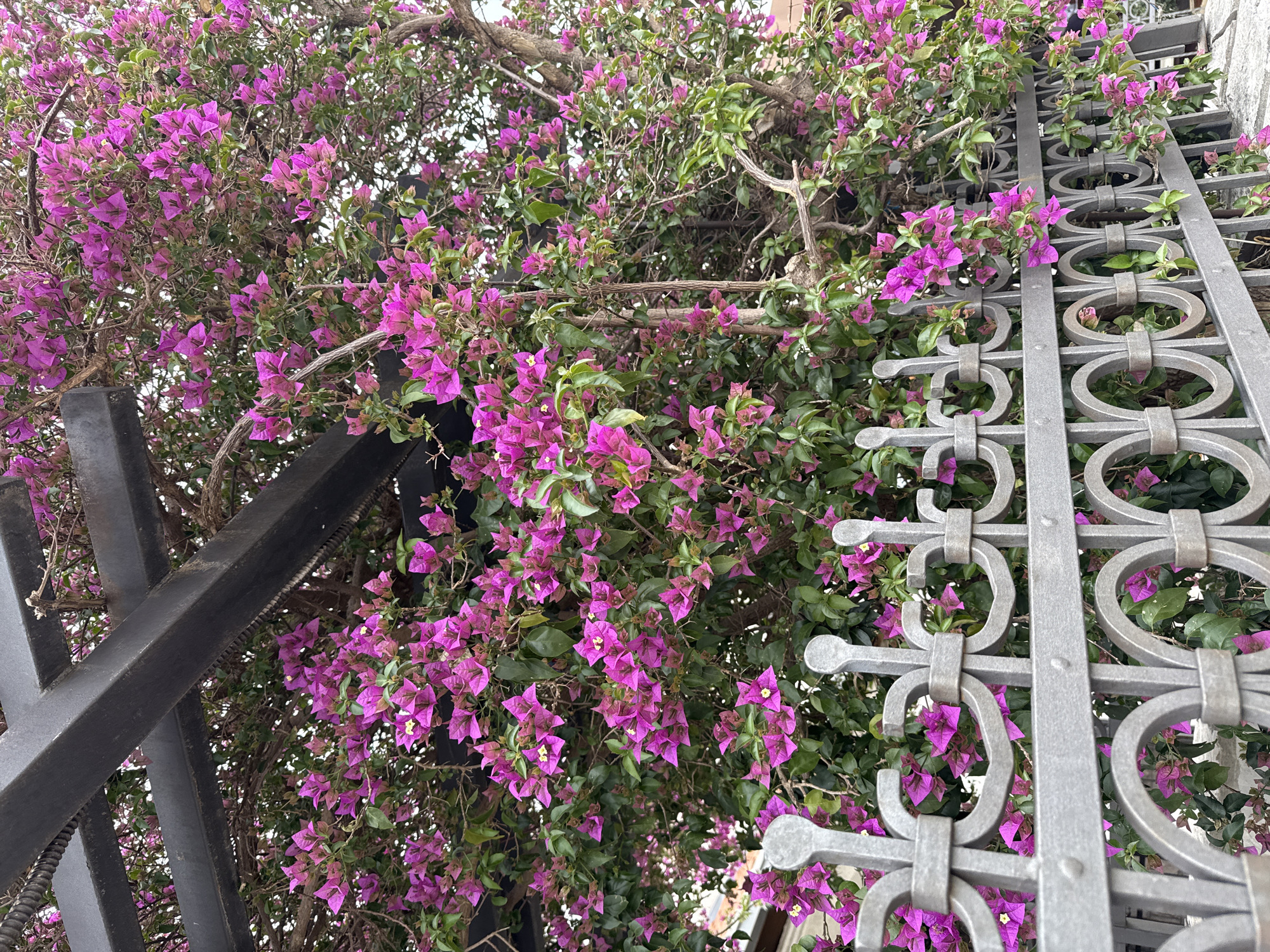 The image depicts a bougainvillea bush with vibrant pink flowers intertwined with and climbing over a wrought-iron fence or railing in the coastal settlement of Đenovići, Montenegro. The fence is a dark grey color, with a pattern of loops and arches. The bougainvillea's green leaves are visible amongst the pink flowers, partially obscuring parts of the fence.