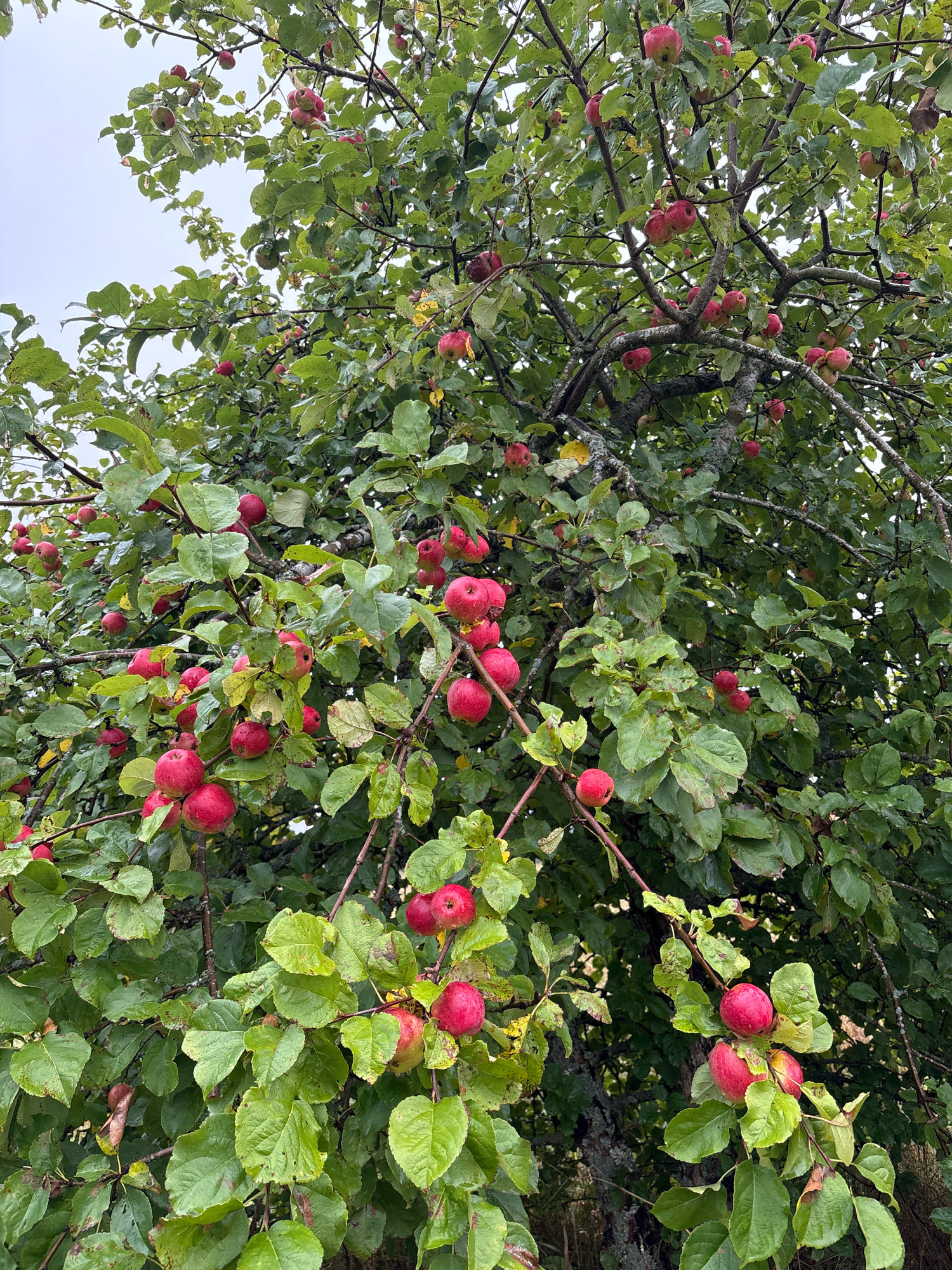 An overhead shot captures a dense apple tree laden with ripe, red apples. The branches, dark and gnarled, are heavily draped with green leaves, many of which appear wet, suggesting recent rain. The apples are clustered together, some partially obscured by foliage. The overcast sky peeks through the branches. The scene is likely located in Lyady, Russia, given the context.