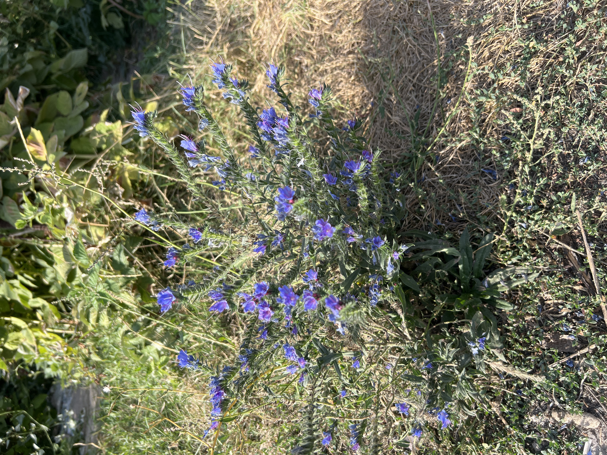 In the city of Ak-Suu, Kyrgyzstan, a close-up, eye-level, outdoor shot captures a cluster of vibrant blue wildflowers in full bloom, interspersed with dry, brown grass and green foliage. The flowers, with their delicate petals and slender stems, are the primary focus, set against a backdrop of natural vegetation. Sunlight illuminates the scene, creating dappled shadows and highlighting the textures of the plants. The environment appears to be a natural or semi-natural area, possibly a meadow or a roadside verge, consistent with the rural or semi-rural setting of Ak-Suu. There are no people or man-made objects visible in the frame, emphasizing the natural beauty of the flora.