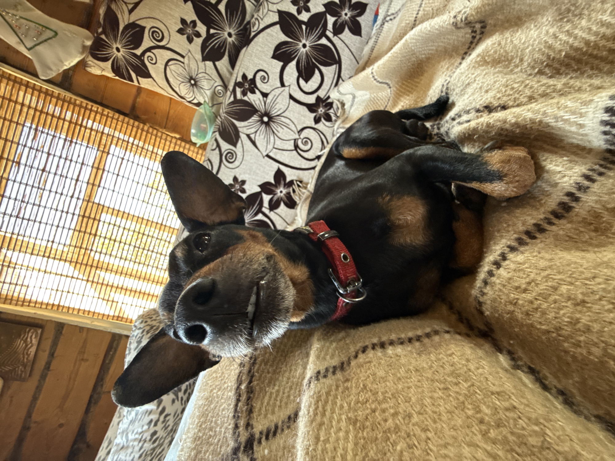 A black and tan dachshund with a red collar is lying upside down on a brown blanket patterned with a dark brown grid. The dog's head is close to the camera, showing a small white patch on its chin and some teeth. The dog is facing the camera. The background includes a white pillow with a brown floral pattern, and a window with a light brown bamboo-like screen. The room appears to be made of wood. There is no evidence indicating this scene takes place in Nizhnyaya Chermoda, Russia.