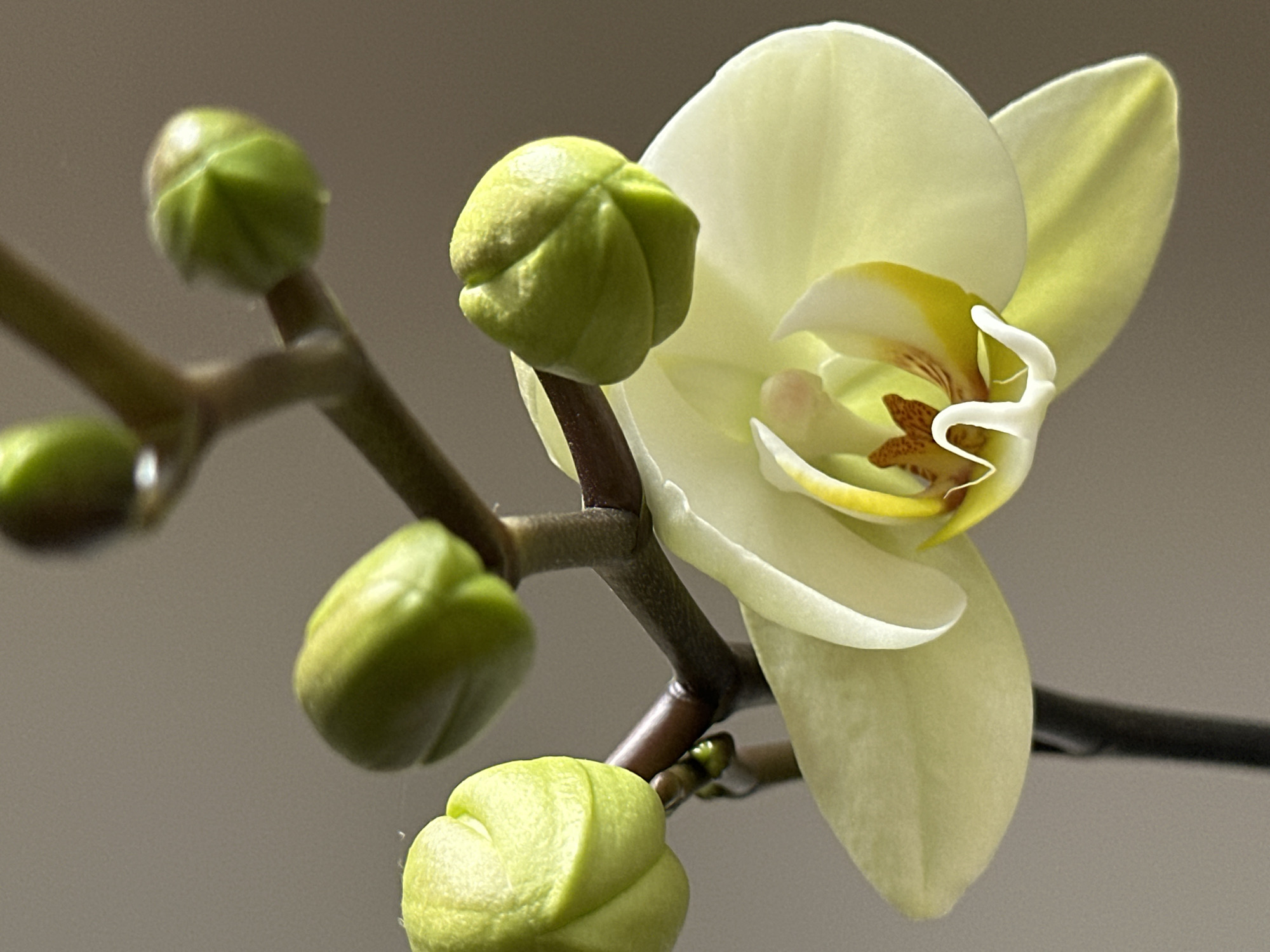A close-up photograph displays an orchid plant featuring one partially bloomed, pale yellow-cream flower and multiple unopened, lime-green buds. The open flower exhibits a complex labellum with internal yellow, white, and reddish-brown markings. Four distinct, ovoid buds are visible on the dark brown stem above the open flower. The background is a uniformly light grey, consistent with an indoor setting. No specific visual identifiers are present to determine a precise location within Wealden, United Kingdom.