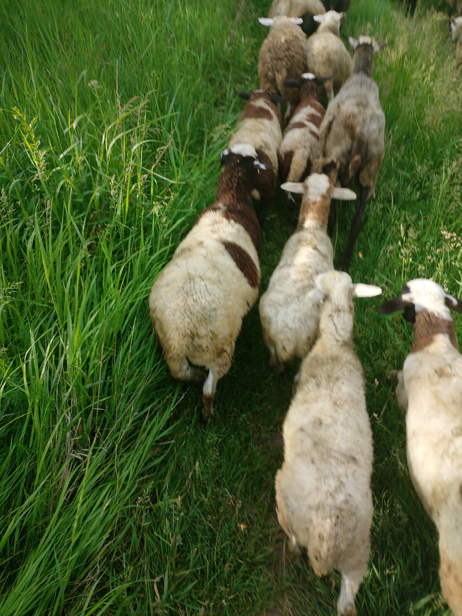 The image provides an elevated, top-down view of a flock of sheep walking through a verdant, grassy field. Approximately ten sheep are visible, moving in a roughly single-file line from the upper right towards the lower left of the frame. The perspective looks over their backs and heads.
The sheep display diverse wool patterns. Many have a creamy white or light brown fleece with prominent dark brown or black patches, especially on their heads, ears, and parts of their bodies. Some sheep are more uniformly light brown or greyish. Their ears are often visible, typically white or brown, protruding outwards.
The setting is an abundant pasture, characterized by long, dense green grass that covers the entire ground. The lighting suggests it is daytime, with natural sunlight illuminating the scene. There are no people, structures, or discernible text present. The sheep appear to be moving together, likely grazing or being guided across the field in an outdoor, rural environment.