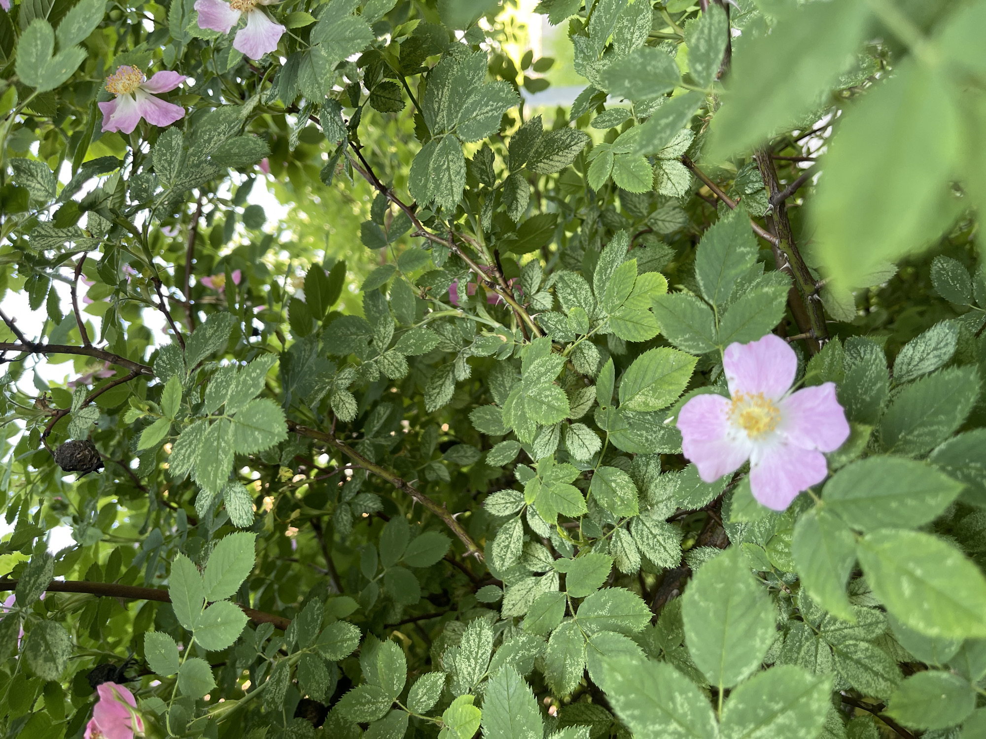 The image depicts a close-up view of a flowering shrub, likely a rose variety, located in Kommunarka, Russia. The dense foliage is characterized by pinnately compound leaves that display significant variegation, appearing as dark green with irregular lighter green to whitish-green speckles and patches. Several five-petal flowers, pale pink with a white center and prominent yellow stamens, are visible throughout the frame. One flower is clearly in focus and positioned in the lower center. Brownish stems, equipped with visible thorns, weave through the leaves. The background is heavily blurred, showing indistinct areas of green foliage and bright, possibly sunlit, patches. No people or man-made structures are discernible within the immediate subject area.