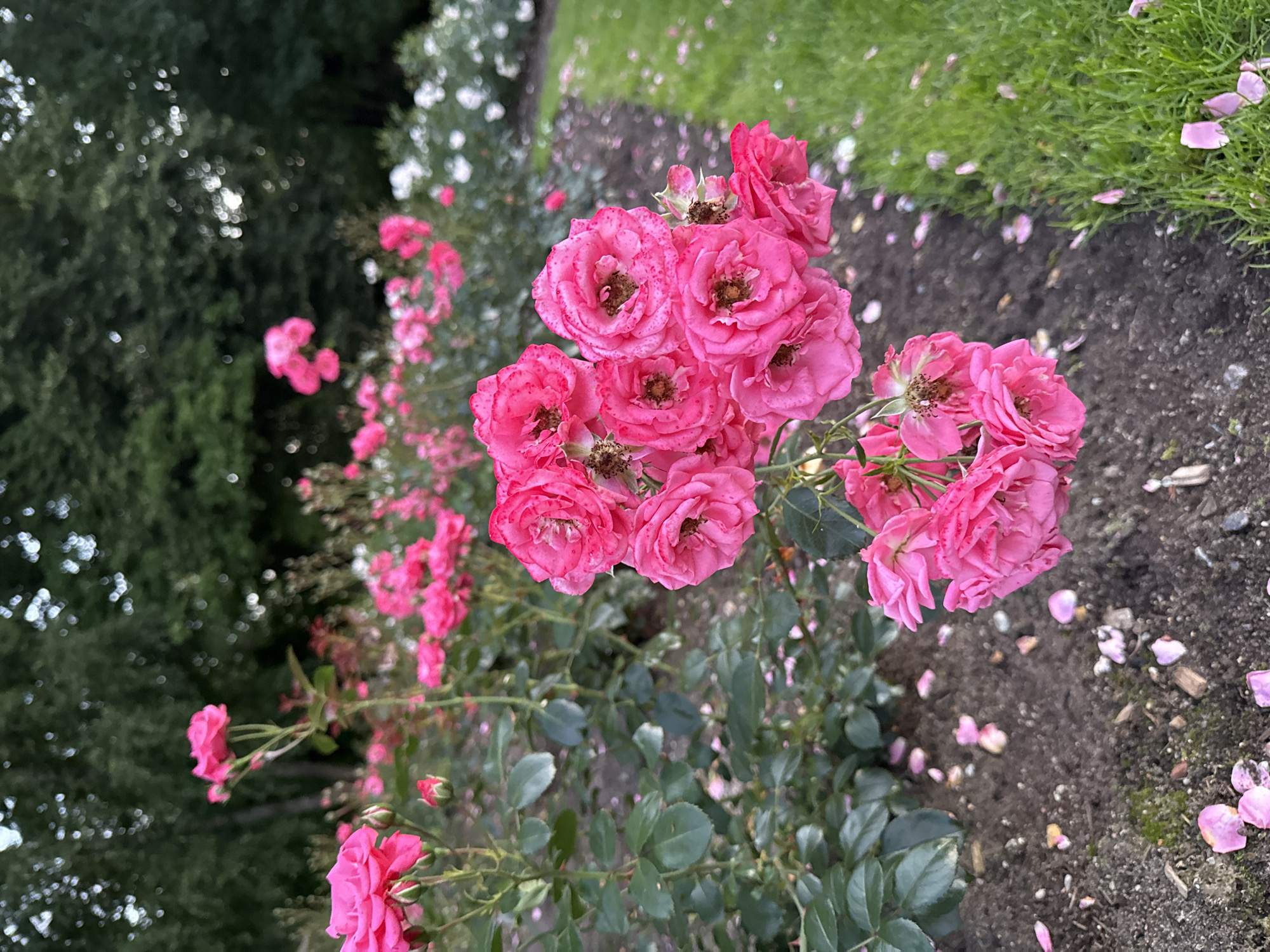 This is a close-up, eye-level shot of a cluster of bright pink roses in full bloom. The roses are the primary subject, with their petals showing some spotting and the centers a darker hue. They are on a bush with green leaves. In the background, more pink roses are visible, along with some white flowers. The ground beneath the roses is dark soil, scattered with fallen pink petals. To the right, a strip of green grass creates a contrast with the dark soil and vibrant flowers. The overall lighting suggests it is daytime, possibly overcast, with the background showing a blurred canopy of trees. The location is described as Unknown, Unknown.