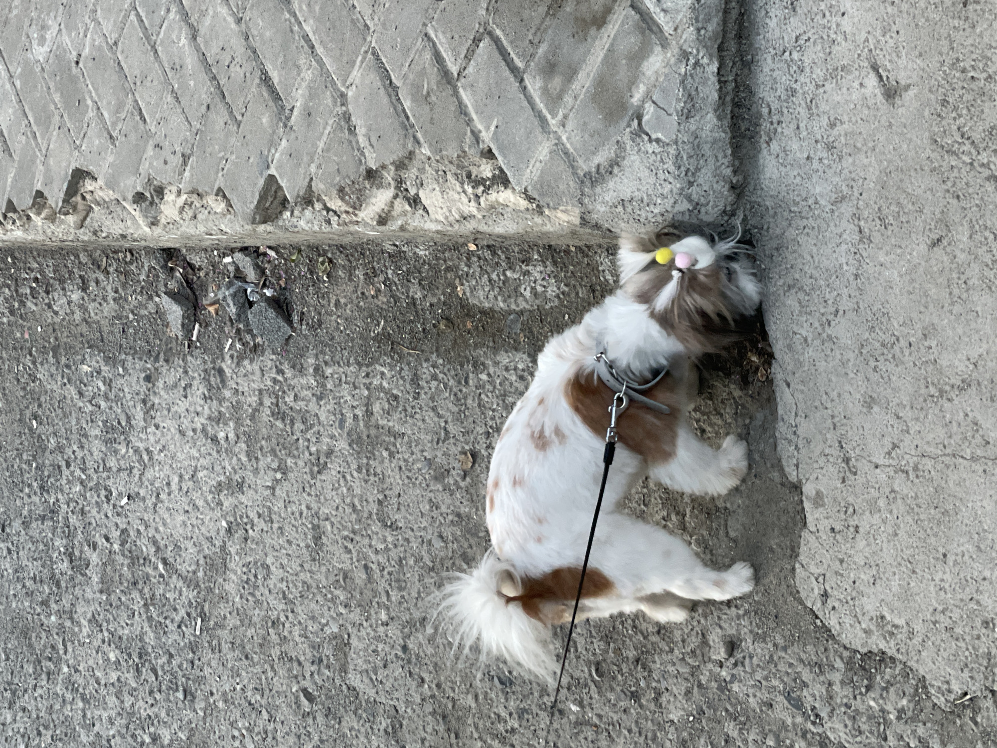 A small, brown-and-white Shih Tzu lies on a gray concrete sidewalk in Tbilisi, Georgia. The dog has yellow pom-poms in its hair, a silver collar, and a black leash. The dog's head is pressed against a corner where the sidewalk meets a stone wall with herringbone brick on top. There is debris near the base of the wall.