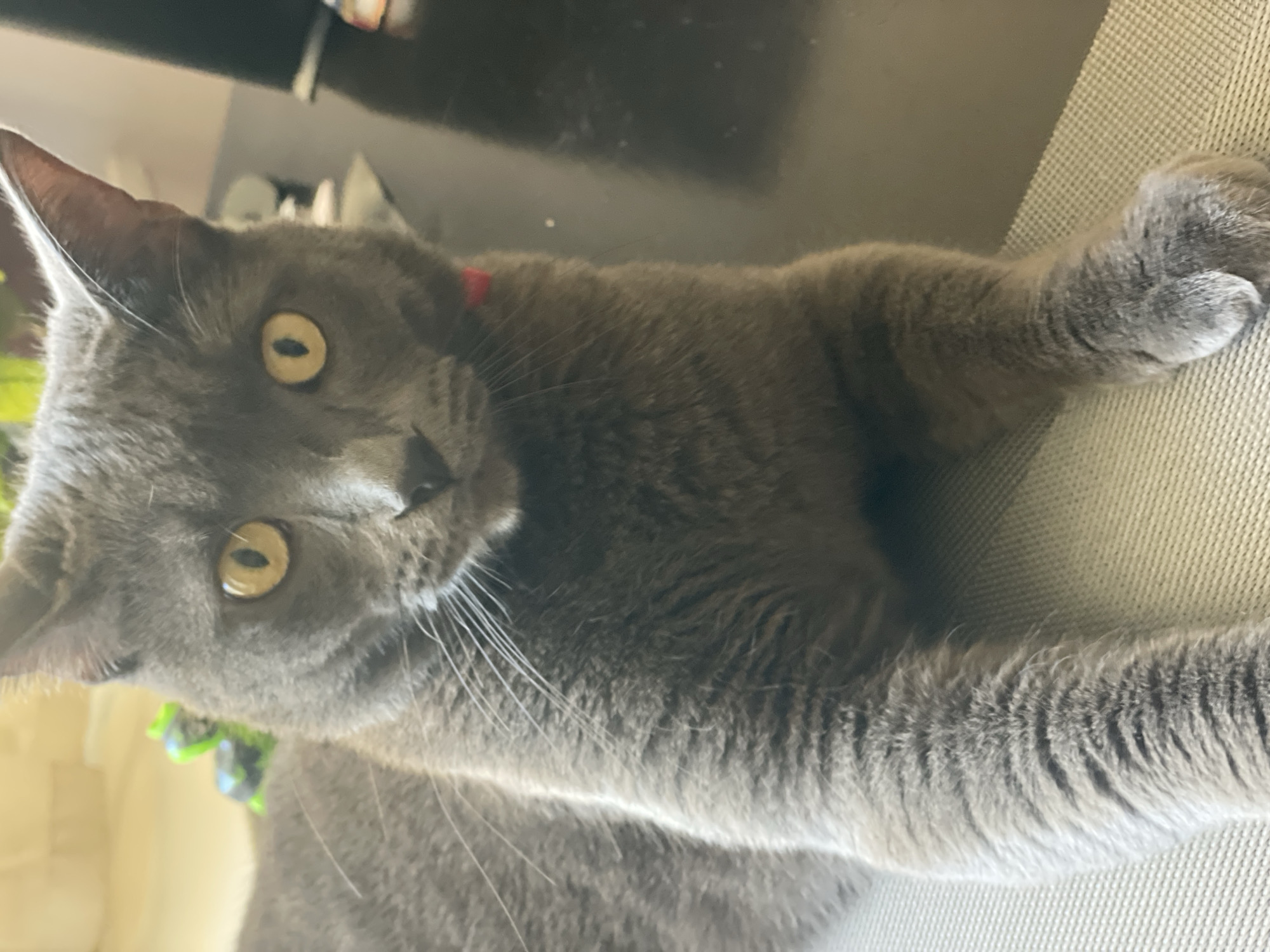 A gray cat with yellow eyes lies on a beige textured surface in front of a dark surface, possibly a table. The cat is wearing a red collar. In the background, out of focus, is a green toy. The lighting suggests an indoor environment, potentially a home or cafe in Sochi, Russia.