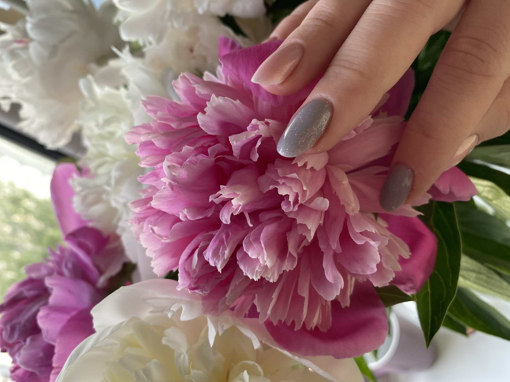 The image displays a close-up, high-angle view of a bouquet of peonies, set indoors in Unknown, Unknown. The foreground is dominated by a vibrant pink peony with numerous ruffled petals, partially obscured on the left by a lighter, creamy white peony. A human hand, positioned on the right, gently touches the pink peony. The visible nails are manicured: the index finger exhibits a shimmery light grey polish, while the middle and ring fingers have a translucent, pale peachy-pink polish. A small portion of the thumb nail, visible at the bottom, appears to have a solid grey polish. In the blurred background, additional white and pink peonies are visible, alongside green foliage suggestive of an outdoor view through a window. A small, light purple or white cylindrical container is partially visible on a white surface in the lower left background. The scene is illuminated by natural light.