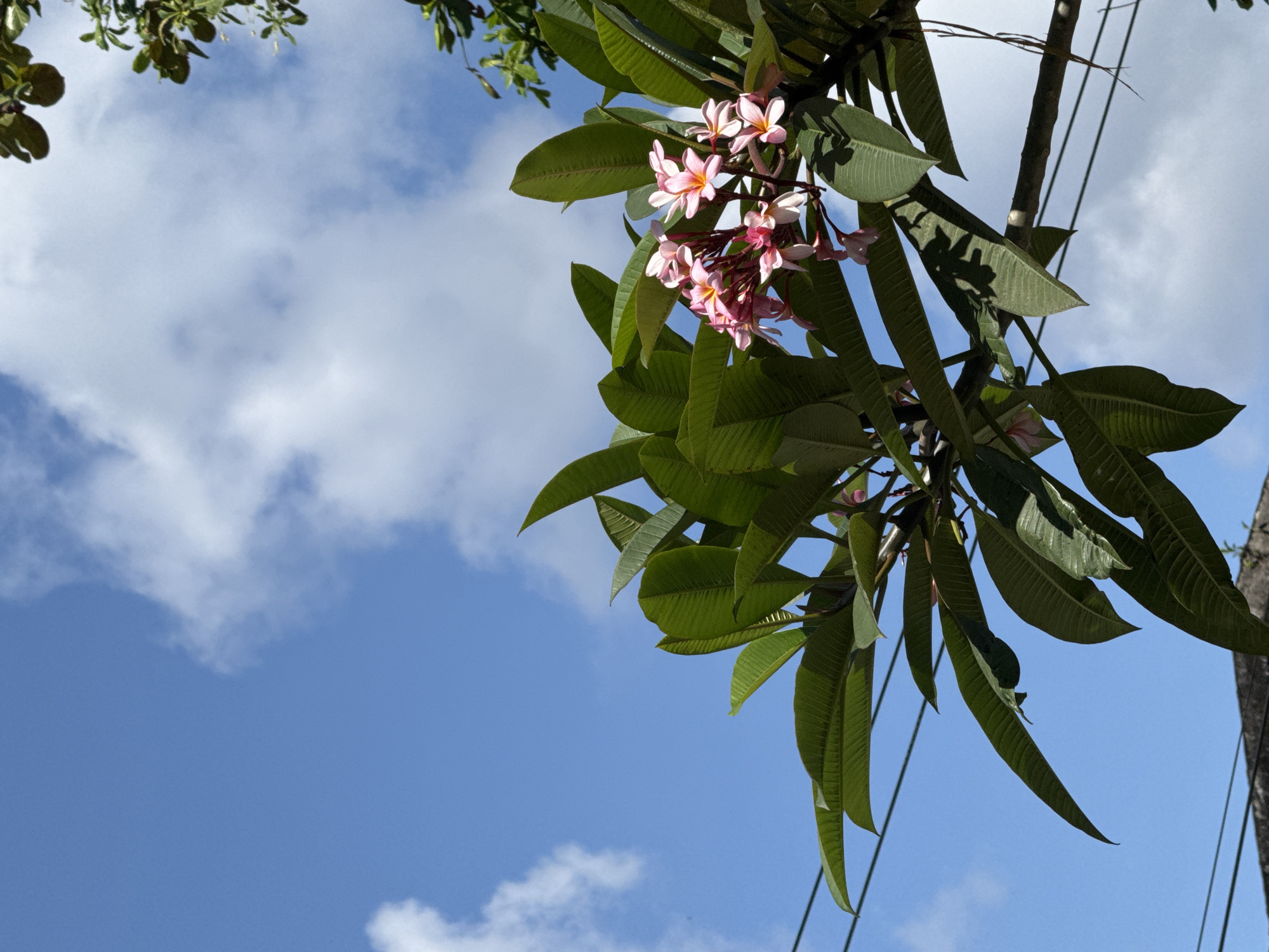 The image depicts a cluster of pink and white plumeria flowers amidst vibrant green leaves, growing from a tree branch in Kuta Selatan, Indonesia. The backdrop is a bright blue sky dotted with scattered white clouds. A portion of a utility pole with wires is visible on the right side of the frame, suggesting an urban or suburban setting. The overall composition is a low-angle shot, looking upwards towards the sky and foliage.