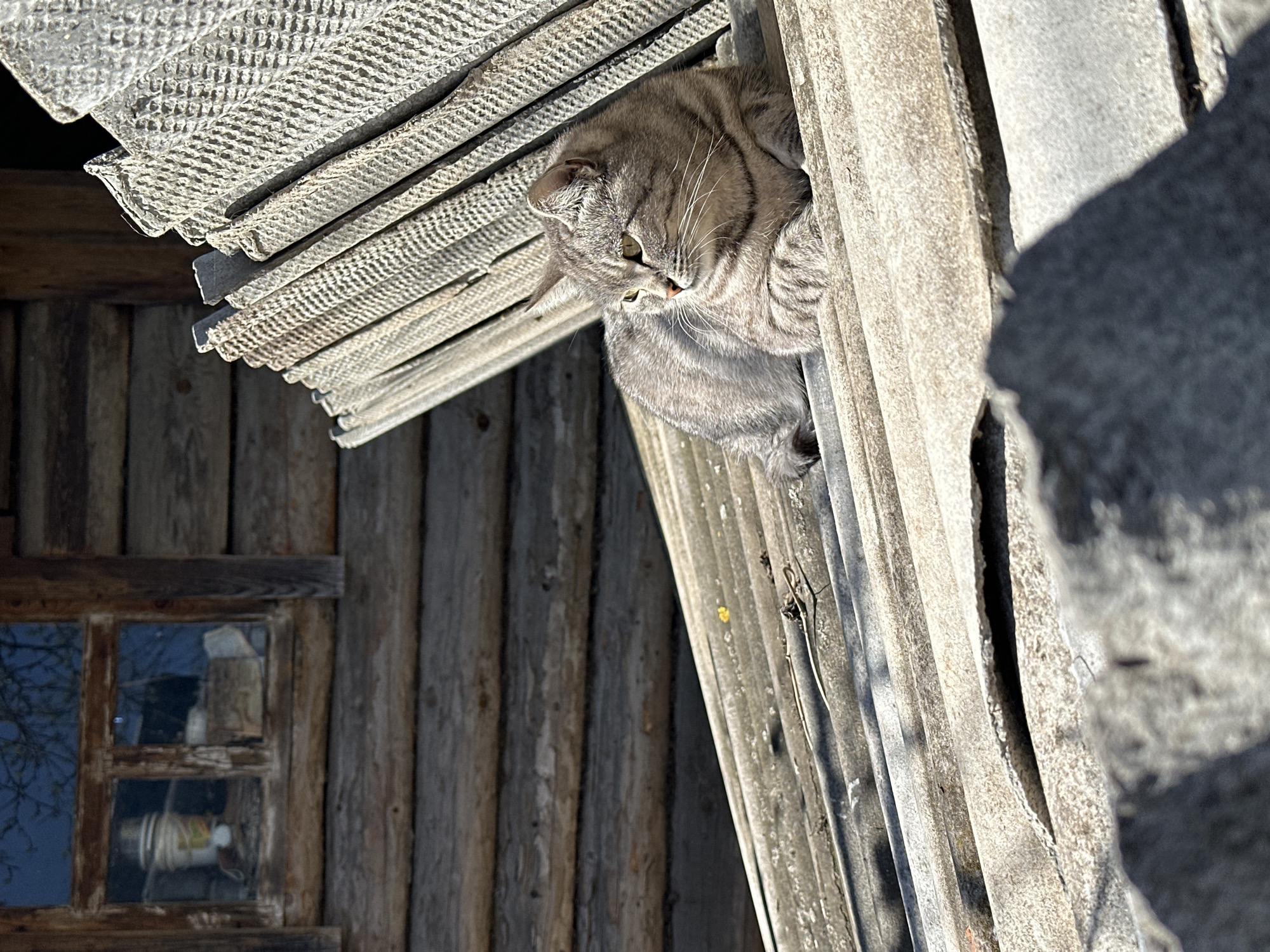 A gray tabby cat is perched on the edge of a corrugated roof. The roof is part of a dilapidated wooden structure, possibly a shed or outbuilding. A small window with a broken pane is visible on the side of the structure. The location is likely rural due to the rustic nature of the buildings. The image was taken in daylight, as evidenced by the shadows and clear visibility. The specific location is Среднее Кечево, Russia.
