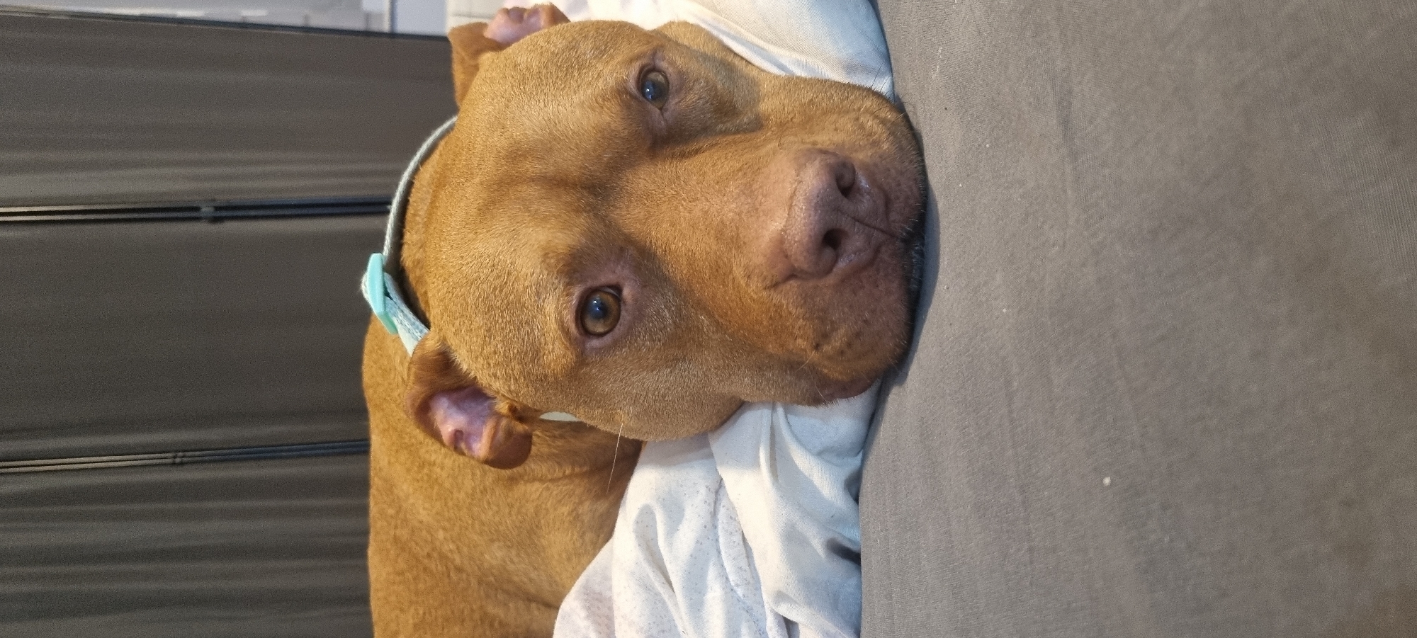 A brown dog, likely a Pit Bull or a similar short-haired breed, is prominently featured in this close-up, horizontally oriented image. The dog has reddish-brown fur, warm brown eyes, and a pinkish-brown nose. It is wearing a light blue and white patterned collar around its neck.
The dog's head is resting on a crumpled white fabric, possibly a sheet or blanket, which partially covers its neck and chin. Next to the dog's head, on the right side of the frame, there is a large section of a textured gray fabric, suggesting a couch or bed. The dog's body extends out of frame to the left.
In the background, behind the dog's head, is a dark gray or black surface with subtle horizontal lines or panels, possibly a wall, screen, or piece of furniture in an indoor setting. The lighting is soft and even, highlighting the dog's features. The dog is looking directly at the camera with an alert yet calm and relaxed expression. No text is visible in the image.