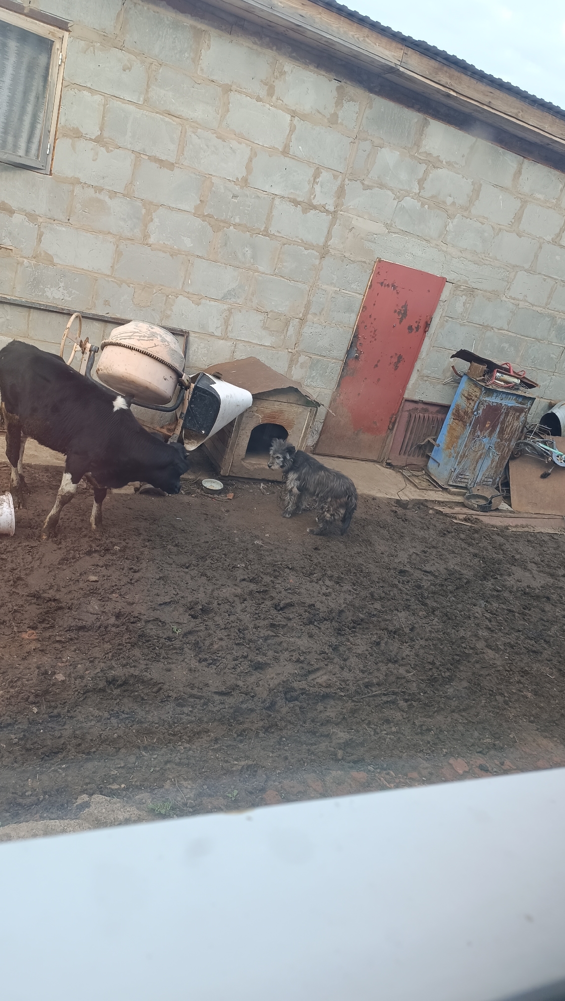 In Karsha, Russia, a black and white calf stands in muddy ground next to a cement mixer and a white object. To the right of the calf, a scruffy gray dog is positioned near a wooden dog house. Behind them, a red door is visible on a cinder block building. Miscellaneous metal objects and a rusty blue cabinet are scattered in the background.