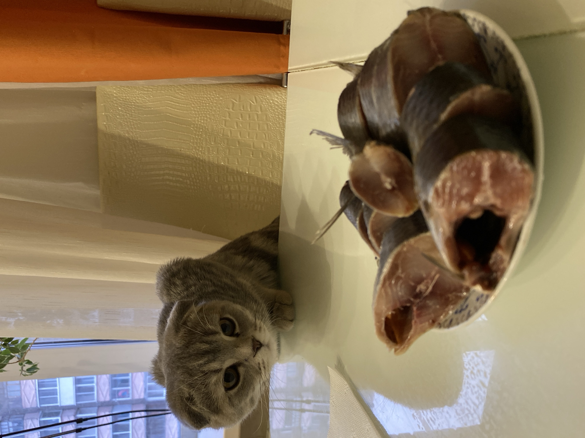 An indoor scene features a grey tabby cat intently observing a bowl of sliced fish on a reflective table surface. The image is oriented vertically, but if rotated clockwise, the cat would be in the bottom left, and the fish in the top right.
The main subject is a domestic short-haired cat with grey fur and distinctive tabby markings, along with what appear to be folded ears, characteristic of a Scottish Fold breed. The cat lies on a shiny white or light-colored table, looking directly towards the viewer with large, curious eyes, but its posture and gaze are also directed towards the fish.
To the right, on the same table surface, is a white bowl containing several thick, dark-skinned slices of fish. The flesh of the fish appears reddish-brown, suggesting it might be smoked or cured.
In the background, behind the cat, a window reveals an urban setting with a building visible outside. Below the window, a small green plant can be seen. Above the cat, to the left (when correctly oriented), there are light-colored window blinds or curtains, and further up, a strip of orange fabric, possibly part of a cushion or another curtain. The surface behind the cat (a wall or furniture) has a cream-colored, textured pattern, resembling crocodile skin.
The lighting suggests it is daytime, with light coming through the window. The cat's expression conveys focused interest, likely in the fish. No visible text is clearly legible in the image. The scene captures a moment of feline curiosity and anticipation in a home setting in Votkinsk, Russia.