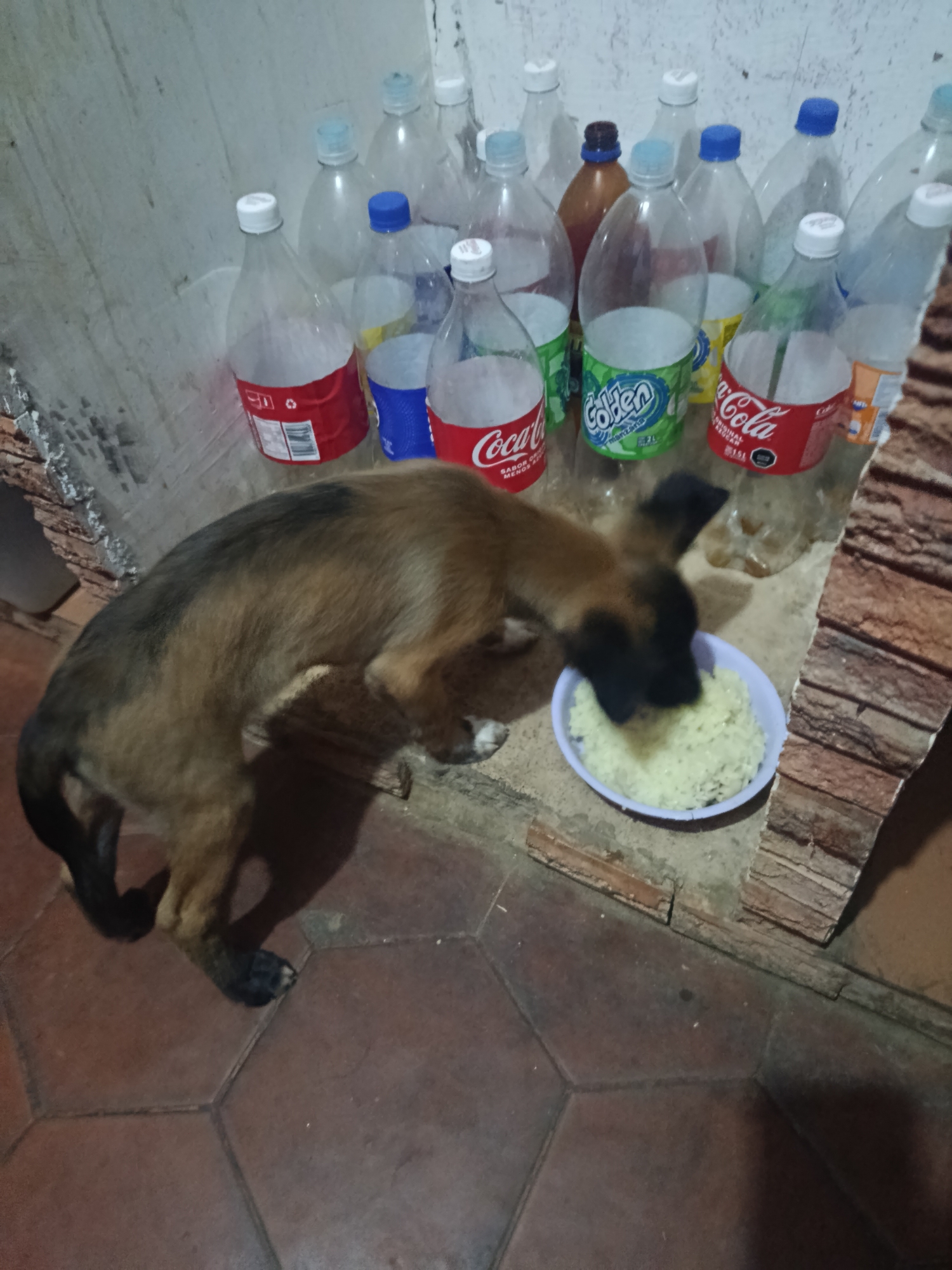 A brown and black dog eats from a blue bowl on a red-tiled floor. The dog is surrounded by empty plastic soda bottles lined up against a white wall. The base of the wall is lined with decorative brown tiles. Location: Juan Griego, Venezuela.