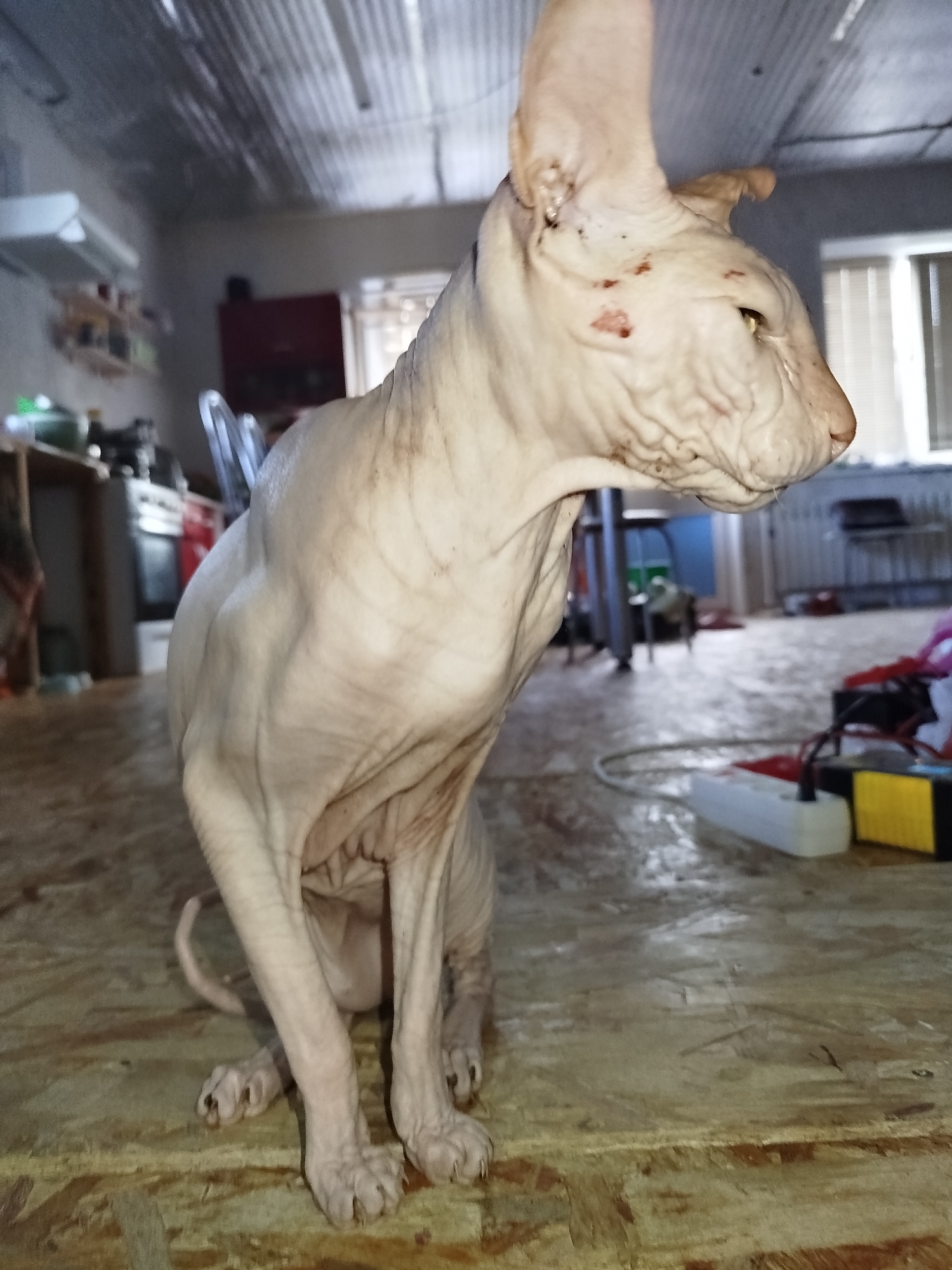 A hairless cat, possibly a Sphynx breed, sits on a wooden floor in what appears to be a cluttered, indoor environment. The cat is light-colored with wrinkled skin and prominent ears. The background shows a corrugated metal ceiling, various objects including shelves with items, a red cabinet, and a window with blinds. Electrical equipment, including an extension cord and a yellow box, is visible on the floor. The lighting is dim. The image does not provide any specific information or visual cues that would allow for the determination of its location in the city of Zavodoukovsk, Russia.