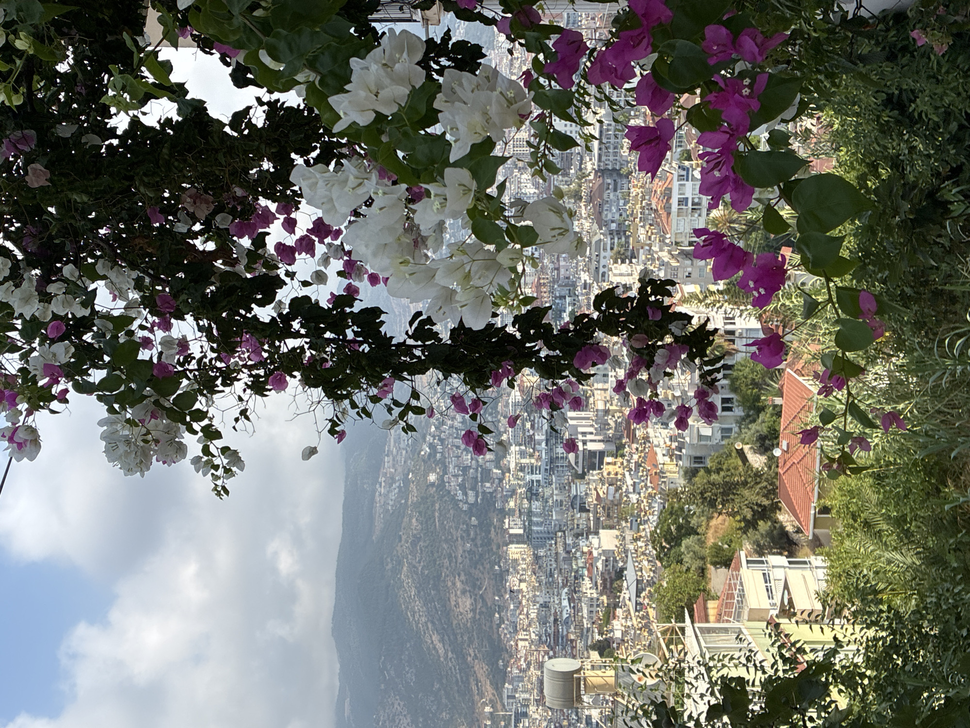 The image captures a vibrant bougainvillea in the foreground, with its pink and white blossoms cascading down, framing a panoramic view of Alanya, Turkey. The city unfolds below, a dense tapestry of buildings with terracotta roofs and white facades, stretching towards a hazy, mountainous backdrop. Sunlight filters through the clouds, casting a soft glow on the urban landscape and highlighting the lush greenery that intersperses the architecture. In the mid-ground, a large cylindrical water tank is visible, a common sight in Mediterranean cities. The overall impression is one of a sun-drenched, picturesque Mediterranean town, viewed from a high vantage point, with the natural beauty of the flowers complementing the urban scene.