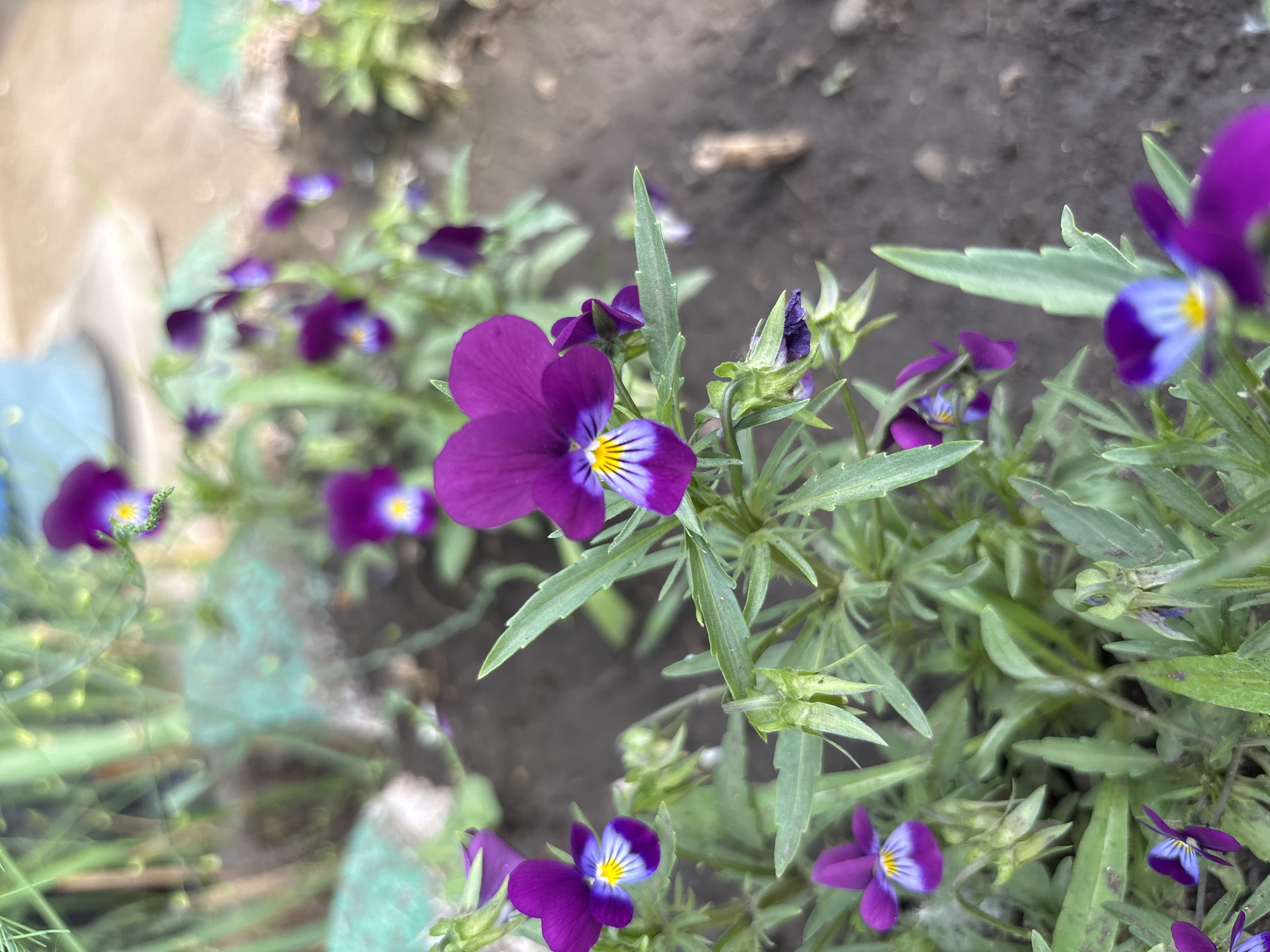 The image shows a close-up of purple pansies growing in a garden bed. The flowers have yellow and light blue accents. The soil is dark and appears damp. In the background, there are blurry green plants and a light-colored object that might be a building or a fence. The overall scene is of a natural outdoor setting, likely a residential garden. There are no people or specific landmarks identifiable to pinpoint a location within Chernogorsk, Russia.