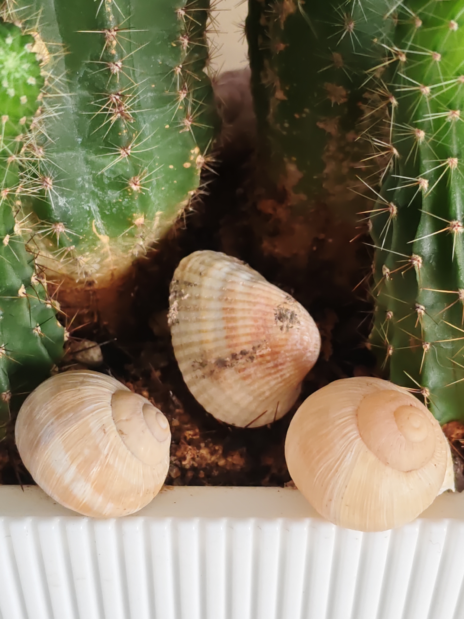 The image displays a close-up, overhead view of a potted cactus with three seashells placed in the soil. The cactus is green and spiny, with some brown markings on its surface. Two of the seashells are spiral-shaped and light tan, while the third, centrally located shell is fan-shaped and exhibits stripes of white, tan, and a slight pinkish hue. The potting soil is visible around the shells and beneath the cactus. The pot itself is white and has a ribbed texture along its visible edge. The image is static, with no people or actions depicted. The scene is likely indoors or in a sheltered outdoor area. There is no information in the image that would allow for the determination of its location in Rostov-on-Don, Russia.