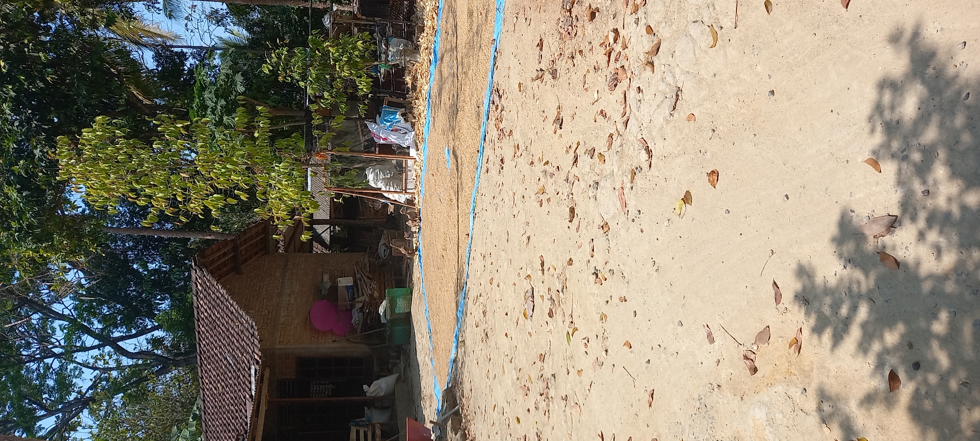 The image depicts an outdoor scene in Sidorejo, Indonesia. A traditional house with a tiled roof is visible on the left, constructed from brick. In front of the house, a large area of light-colored grain, possibly rice or corn, is spread out on a blue tarp, suggesting it is being dried in the sun. Several chickens are seen pecking at the grain. Behind the drying area, various objects are present, including white sacks, blue plastic sheeting, and what appear to be agricultural tools or supplies. The environment is rural, with trees and foliage surrounding the area, and the ground is covered in sand and fallen leaves. Sunlight casts shadows from the trees onto the ground, indicating a bright, sunny day.