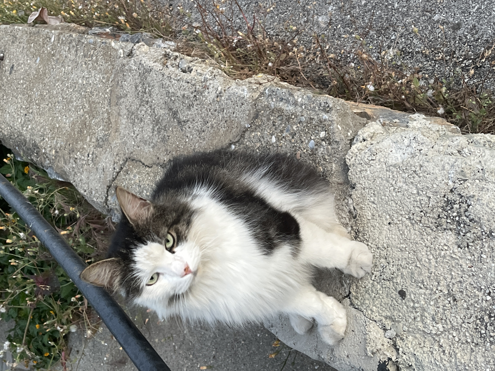 A long-haired, black and white cat lies on a cracked concrete surface next to a black metal railing in an outdoor setting, likely an urban area. The cat is looking directly at the camera, with its front paws extended. The concrete surface appears to be part of a low wall or curb, with sparse vegetation and dry, twiggy debris visible beyond it. Given the location of Alanya, Turkey, it can be assumed it is an outdoor environment with concrete infrastructure elements.
