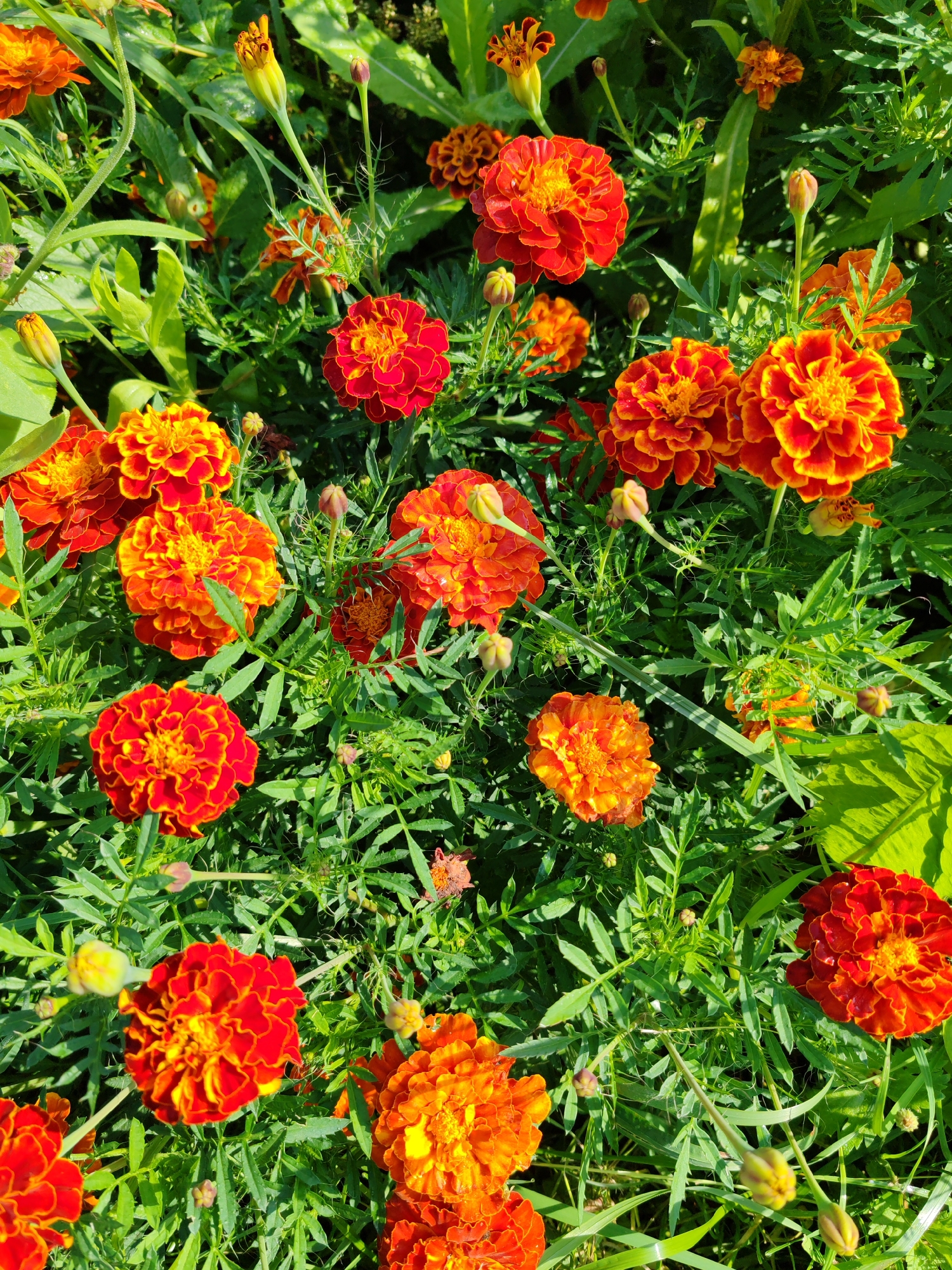This is a close-up, eye-level, outdoor, vertical shot of a dense patch of marigolds. The flowers are predominantly in shades of orange and red, with some buds present. The marigolds are in full bloom and clustered together, with lush green foliage surrounding them. The lighting suggests a sunny day, with shadows and highlights visible on the petals and leaves. The image appears to be taken in a garden or park setting, possibly in the city of Chukhloma, Russia, though no specific location markers are visible. There are no people or animals in the frame.
