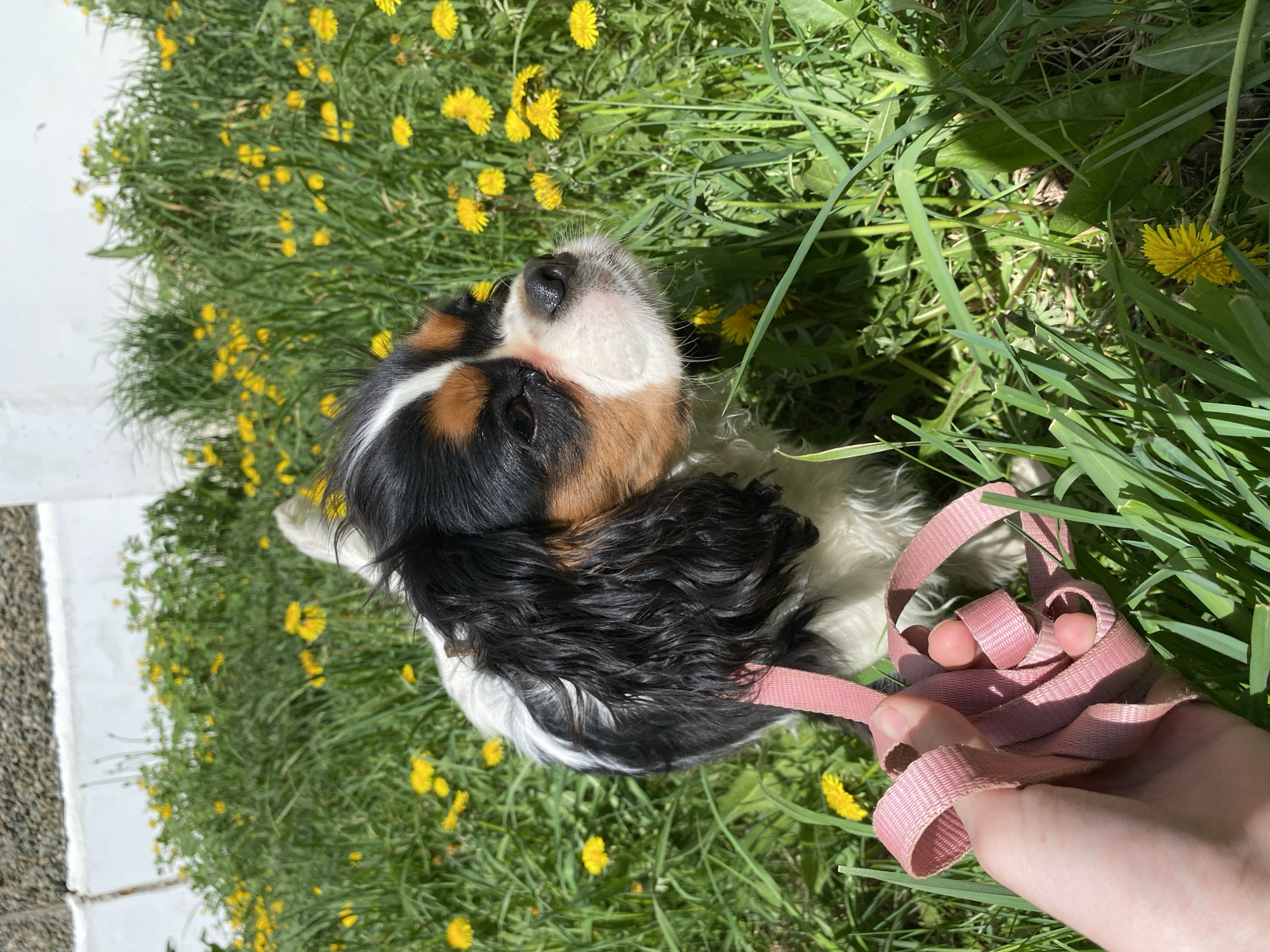A medium shot captures a tri-colored Cavalier King Charles Spaniel puppy outdoors in Votkinsk, Russia, on a sunny day. The puppy is lying in a grassy area dotted with yellow dandelions near a white concrete surface. The puppy's coat is a mix of black, white, and brown. A hand holding a light pink leash is visible in the foreground. The dog is looking up.