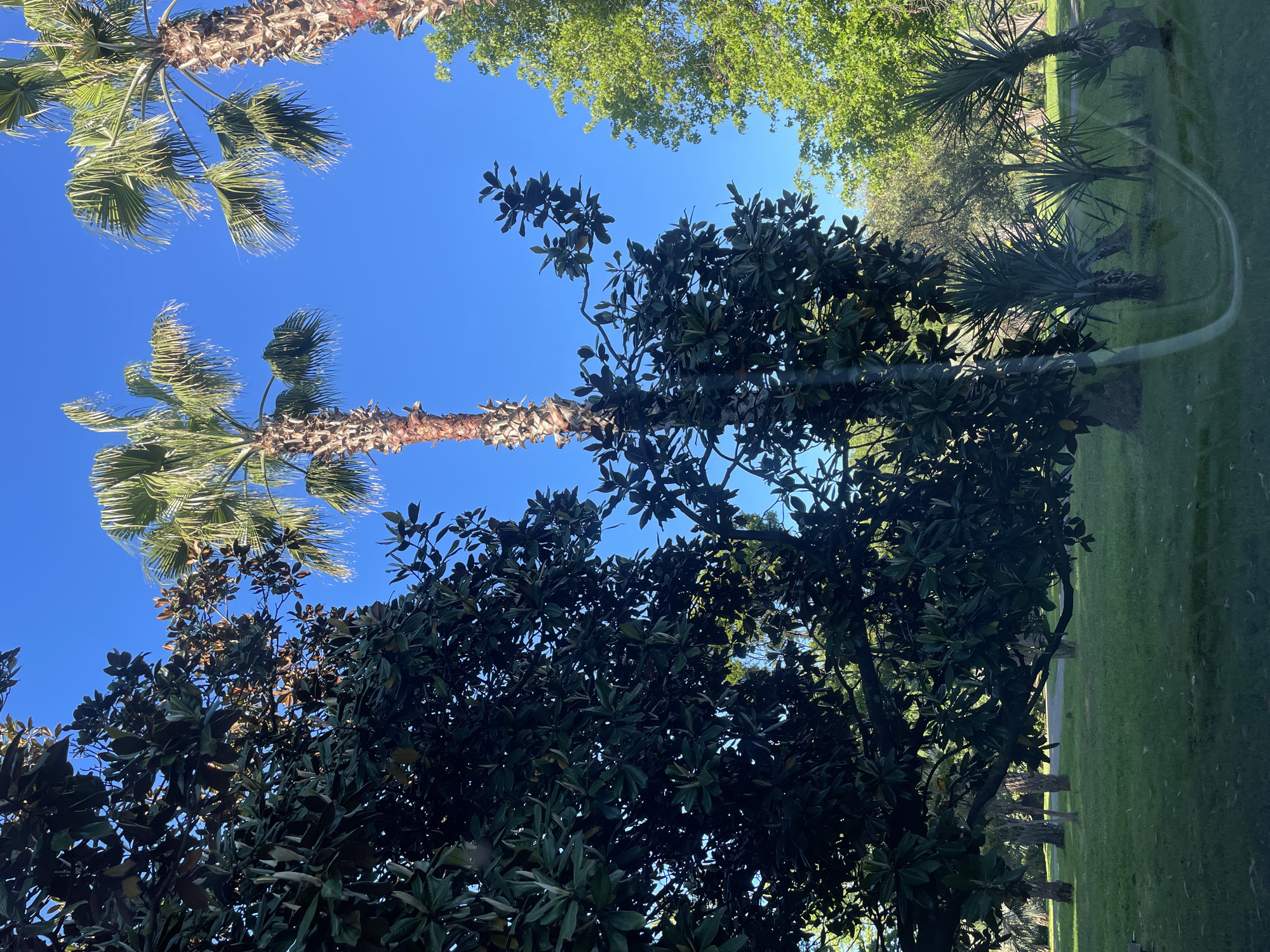 The image displays an outdoor landscape from a low-angle perspective, likely viewed through a window, given the faint, curved streak visible on the right side over the grass. A bright, clear blue sky dominates the upper portion of the frame.
Several types of trees are prominent. Two mature palm trees, with rugged, textured trunks and distinctive fronds, stand out against the blue sky in the upper left and middle-left. A dense canopy of large, dark-leafed trees (resembling magnolias) occupies the lower half and extends upwards along the right side, creating a rich green and dark green foreground and mid-ground. Further in the background, on the upper right, are lighter green deciduous trees. Smaller, spiky-leafed plants, possibly young palms, are visible in the mid-ground on the right, partially obscured by the larger foliage and the subtle window mark.
An expansive area of well-maintained green grass fills the right side of the image, extending towards the background and suggesting a park or garden setting. The scene is static, with no human activity.
The time of day is bright daylight, indicated by the vibrant blue sky and illuminated foliage, suggesting clear and sunny weather. The variety of lush greenery and palm trees is consistent with the subtropical climate of Sochi, Russia. No visible text is present.