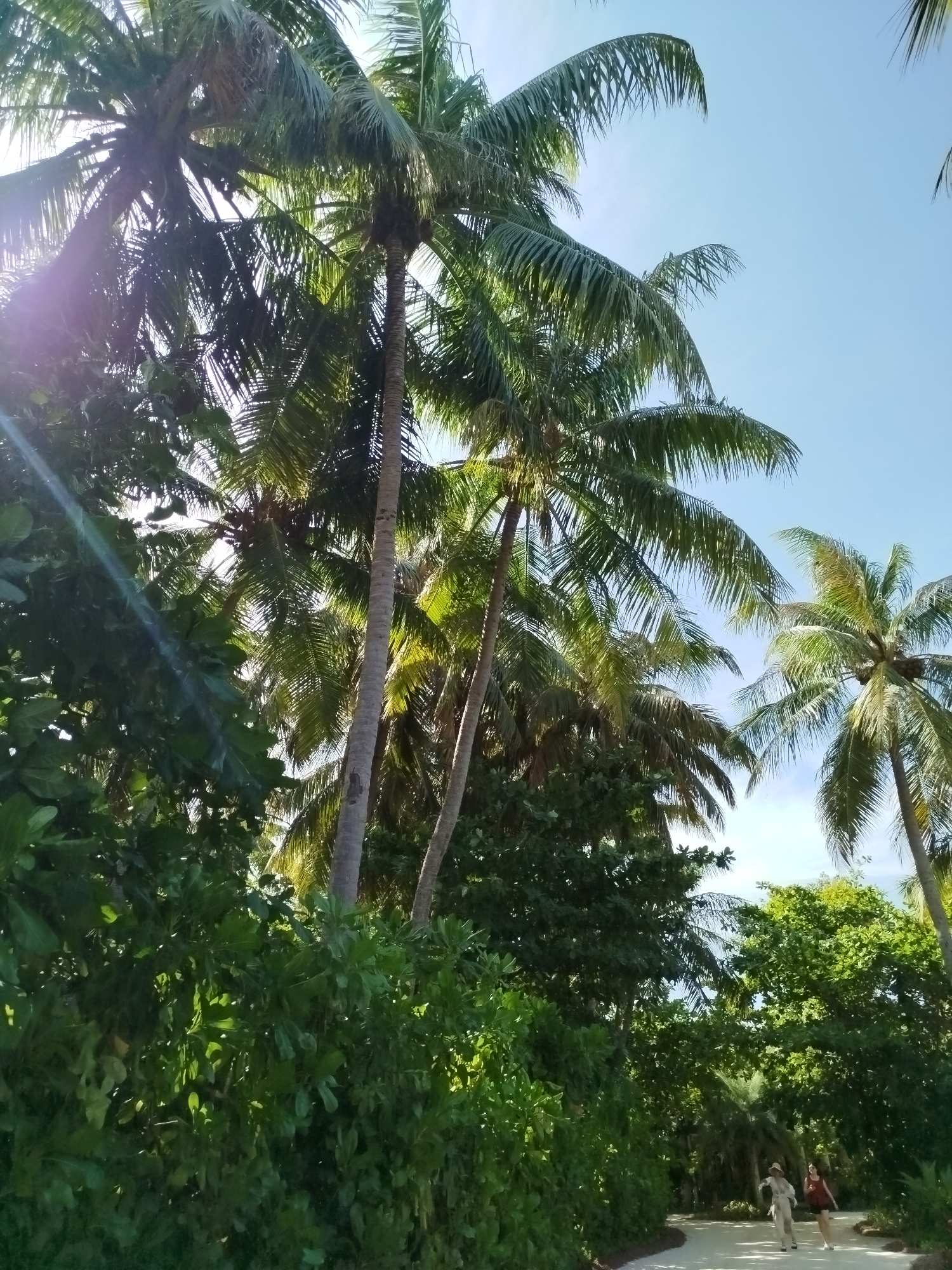 A low-angle shot captures a vibrant tropical scene in Kendhoo, Maldives, dominated by lush green foliage and towering palm trees against a clear blue sky. Sunlight streams through the palm fronds, casting dappled shadows. A paved pathway winds through the vegetation, and in the distance, two individuals, a woman in a light-colored outfit and a hat, and another woman in a red dress, walk along the path. The environment suggests a warm, sunny day in a tropical resort or natural landscape.