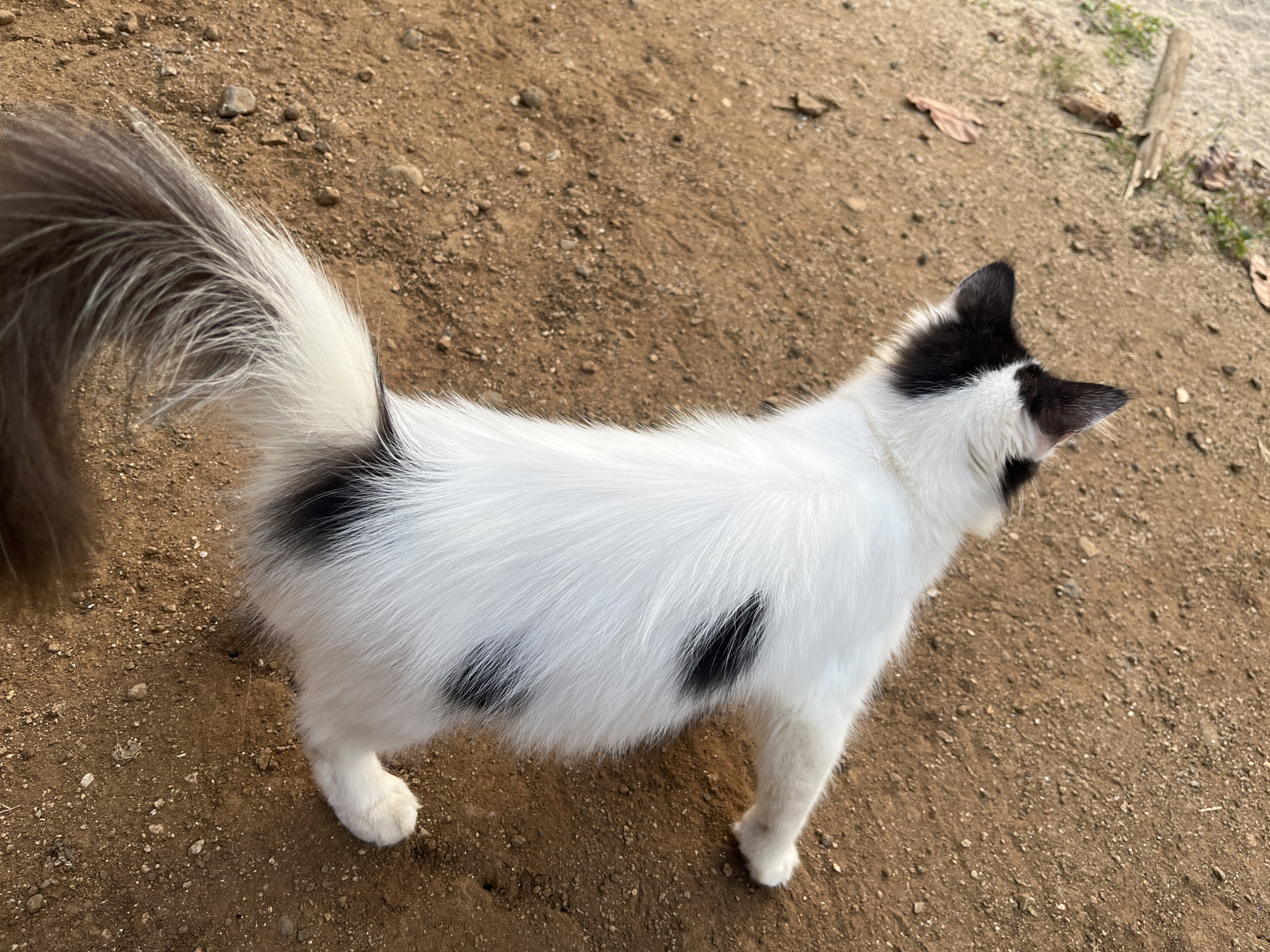 A medium-shot, high-angle photograph shows a long-haired, black and white cat standing on dirt ground. The cat's tail is to the left, and its head is to the right, facing away from the camera. The cat's body is predominantly white with black patches on its back and head. The ground is composed of reddish-brown dirt with small pebbles and scattered dry leaves. A piece of weathered wood and some green vegetation are visible in the upper right background. The scene is outdoors. The image was taken in Kebumen, Indonesia.