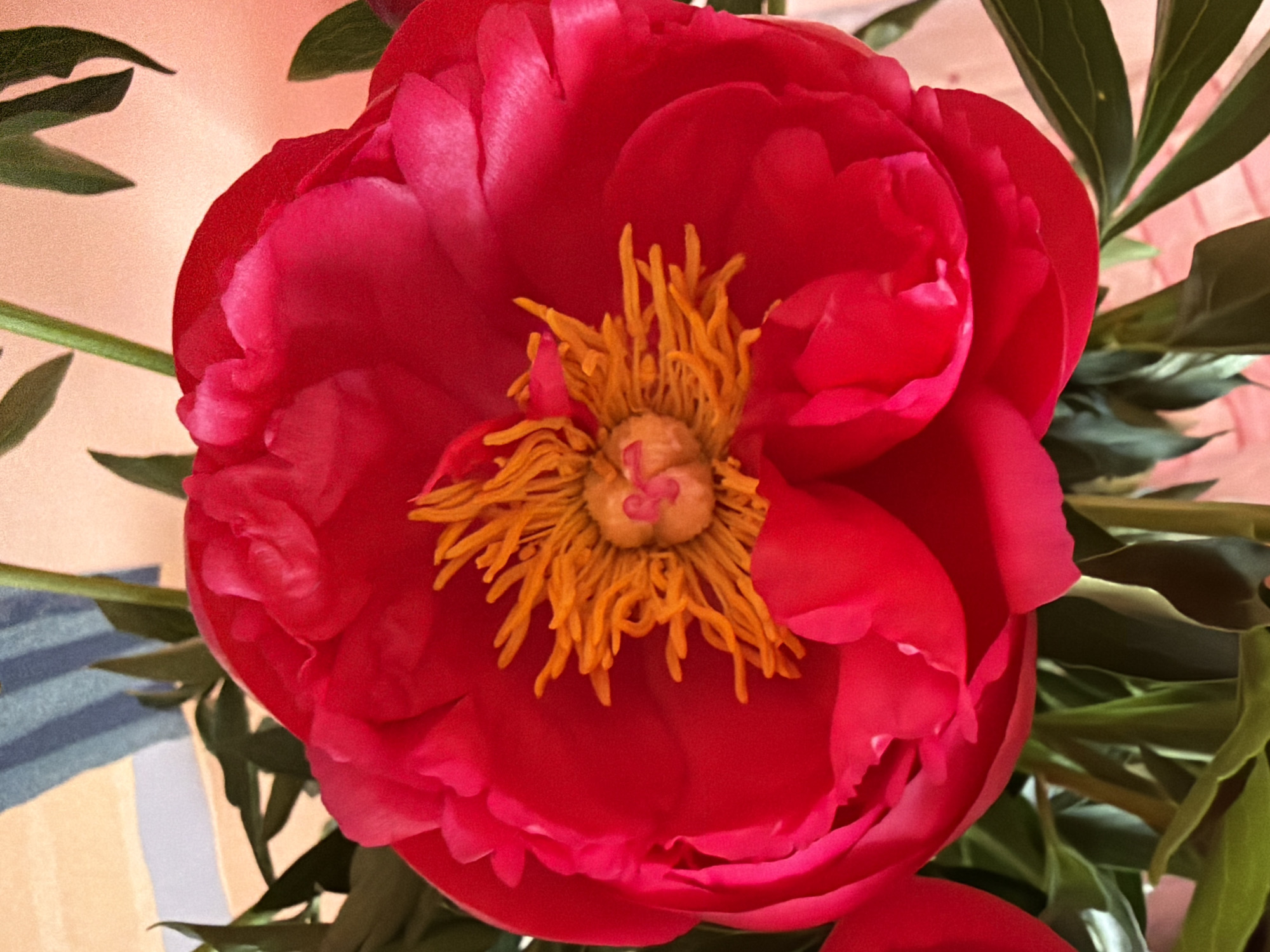 A close-up, high-angle shot features a vibrant red peony in full bloom, likely located in Chaikovsky, Russia. The large flower dominates the frame, showcasing numerous deeply saturated red-pink petals that unfurl to reveal a dense, bright yellow center composed of many delicate stamens surrounding a pale yellow pistil. Some of the petals show a slight crimped or ruffled texture.
Dark green leaves with distinct veins are visible around the edges of the peony, partially framing the bloom and extending from the upper left and right, and lower right corners. The background is soft and diffused, primarily a light peach or pink hue. In the bottom left quadrant, a portion of the background reveals a striped pattern in shades of blue, light blue, and beige, suggesting an indoor setting with patterned wallpaper or fabric.
The lighting is soft and even, highlighting the rich colors and delicate textures of the flower without creating harsh shadows. No specific activity or event is taking place, as the image is a still life capturing the natural beauty of the peony. There is no visible text.