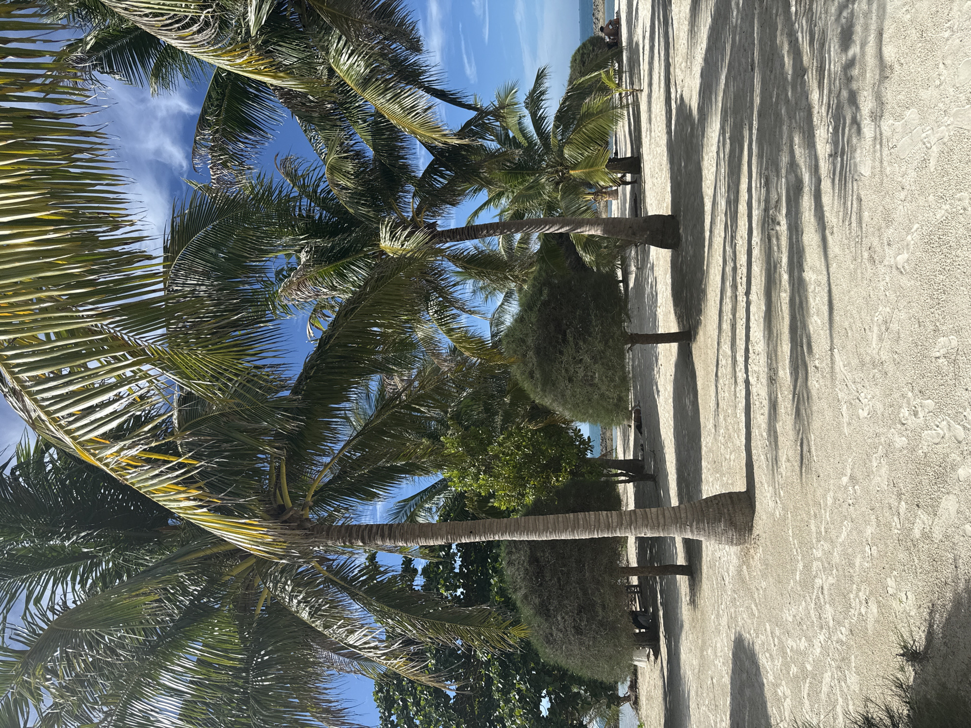 The image depicts a sandy beach area with several palm trees and trimmed shrubs, characteristic of a tropical location. The sand is light-colored and appears to have footprints and debris, suggesting a public or frequently visited area. In the background, there is a body of water, likely the sea, with a rocky shoreline visible. The sky is blue with some scattered white clouds.
In the middle ground, there are several rounded, dense shrubs that are unnaturally trimmed into spheres, interspersed with palm trees of varying heights. The main focus in the foreground is a large palm tree with a textured trunk. The lighting suggests it is daytime, with shadows cast by the palm fronds and trees across the sand.
Further in the background, to the right, two individuals are seated on the sand, appearing to be relaxing near the water's edge. One is partially obscured, while the other is clearly visible in profile. The overall scene evokes a serene beach environment.