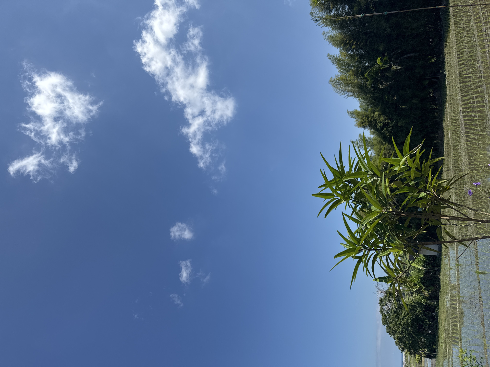 An outdoor, eye-level, medium shot captures a tranquil scene with a clear blue sky and a vibrant green landscape under bright sunlight. In the foreground, a young tree with lush green leaves stands prominently, its branches reaching towards the sky. Behind it, a dense bamboo forest lines the horizon, its tall stalks forming a dark green wall. In the middle ground, a flooded rice paddy stretches across the scene, reflecting the sky and the surrounding greenery, with rows of young rice plants visible. A large, mature tree with a gnarled trunk is situated to the left of the rice paddy. The overall atmosphere is serene and natural, with no people or animals visible in the frame.