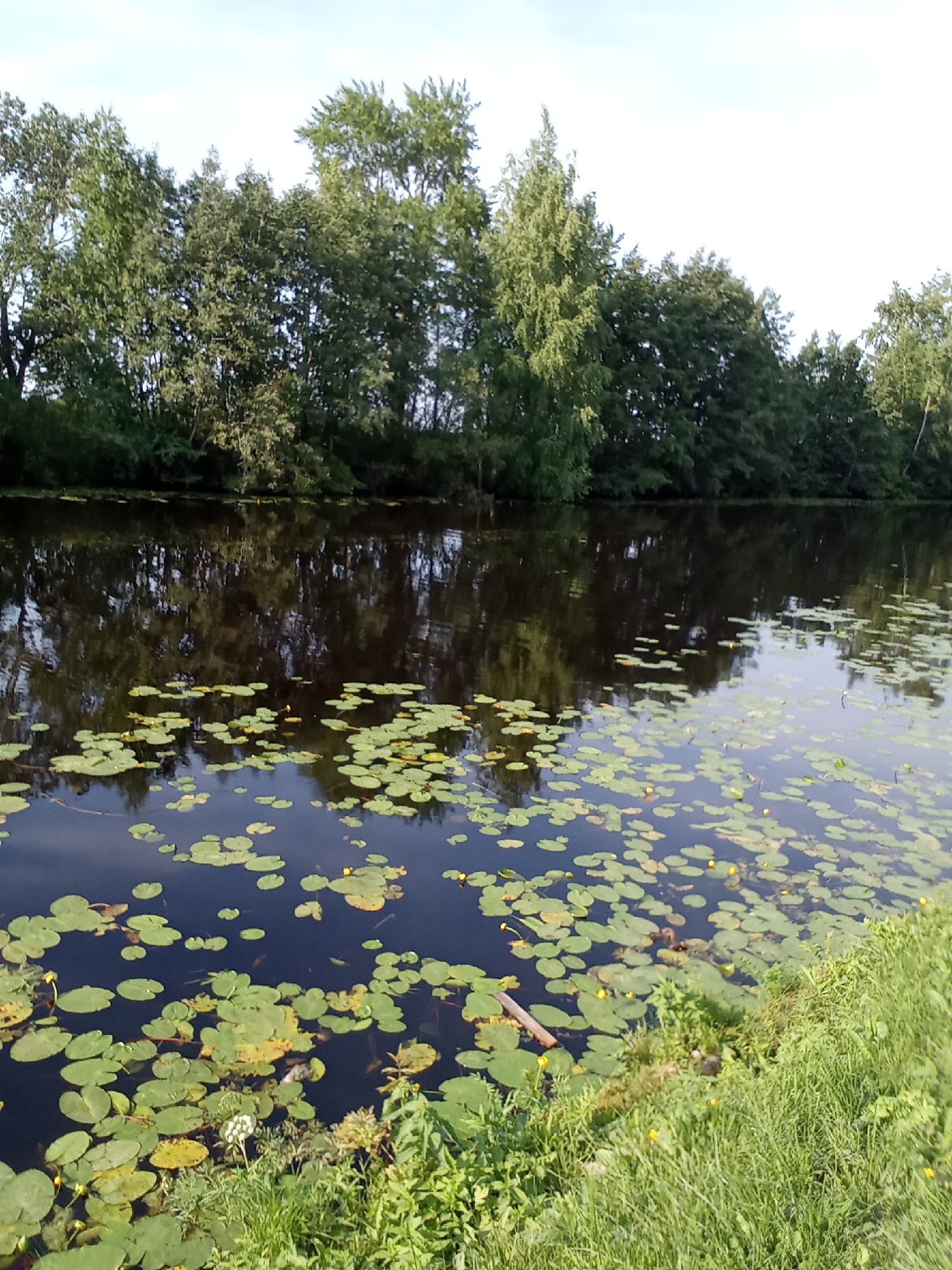 The image shows a wide, dark body of water reflecting a dense line of trees along its bank. The water is covered in numerous green lily pads, some with small yellow flowers. The shoreline is lined with green grass and various plants. The sky above is a pale blue, with a few wispy clouds. The scene appears to be a natural environment, possibly a river or lake within the city of Belozersk, Russia. There are no people or animals visible in the image. The overall impression is one of a tranquil, natural setting.