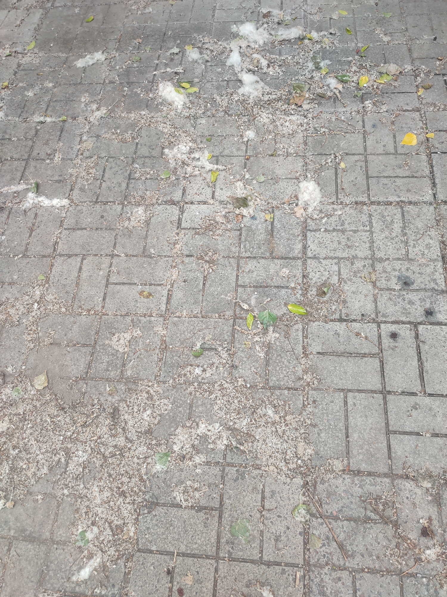 The image shows a close-up, high-angle view of a paved walkway in Kriukivshchyna, Ukraine. The walkway is made of rectangular grey pavers arranged in a basketweave pattern. Scattered across the pavers are fallen leaves in various stages of decay, along with fluffy white debris that appears to be plant down or cottonwood fluff. There are also some thin twigs and small pieces of brown organic matter. The ground is speckled with these natural elements, suggesting an outdoor setting and possibly a season where trees are shedding their seeds or leaves. The lighting appears to be natural daylight, likely overcast or diffused, as there are no harsh shadows. The overall scene conveys a sense of natural debris accumulating on a man-made surface, typical of a park, sidewalk, or garden path. There is no visible text in the image.