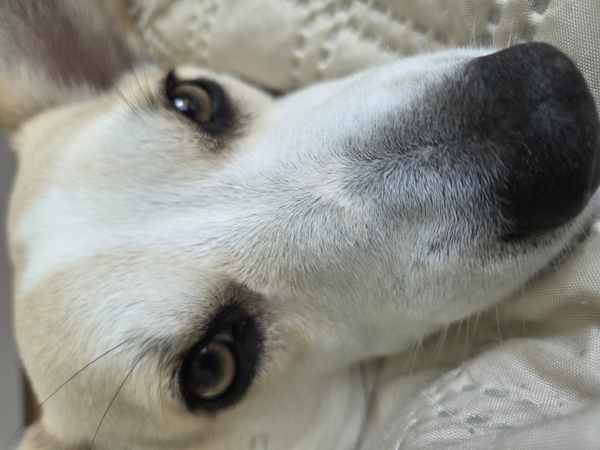 A close-up shot of a dog's face dominates the frame, positioned against a textured, off-white surface. The dog features light beige fur on its face, contrasting with a prominent, black nose. Brown eyes are visible, with whiskers extending from the snout. No information about the city or location is available in the image.