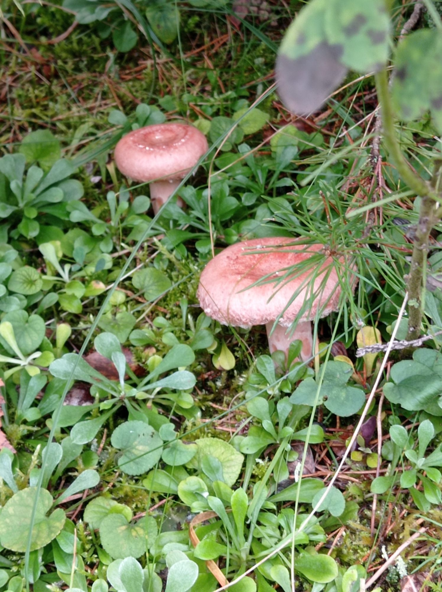 A close-up, eye-level shot captures two pinkish-brown mushrooms with broad caps, nestled among vibrant green foliage and moss. The mushrooms are the primary subjects, with one prominently featured in the center-right and another slightly to the left and higher. Pine needles and twigs are scattered across the forest floor, indicating a natural setting. The lighting suggests it is daytime, with soft shadows hinting at overcast conditions or dappled sunlight. The overall scene is one of a forest floor, likely in a humid or damp environment given the lush greenery and moss. No specific location in the city of Degtyarsk, Russia, can be determined from the image alone.